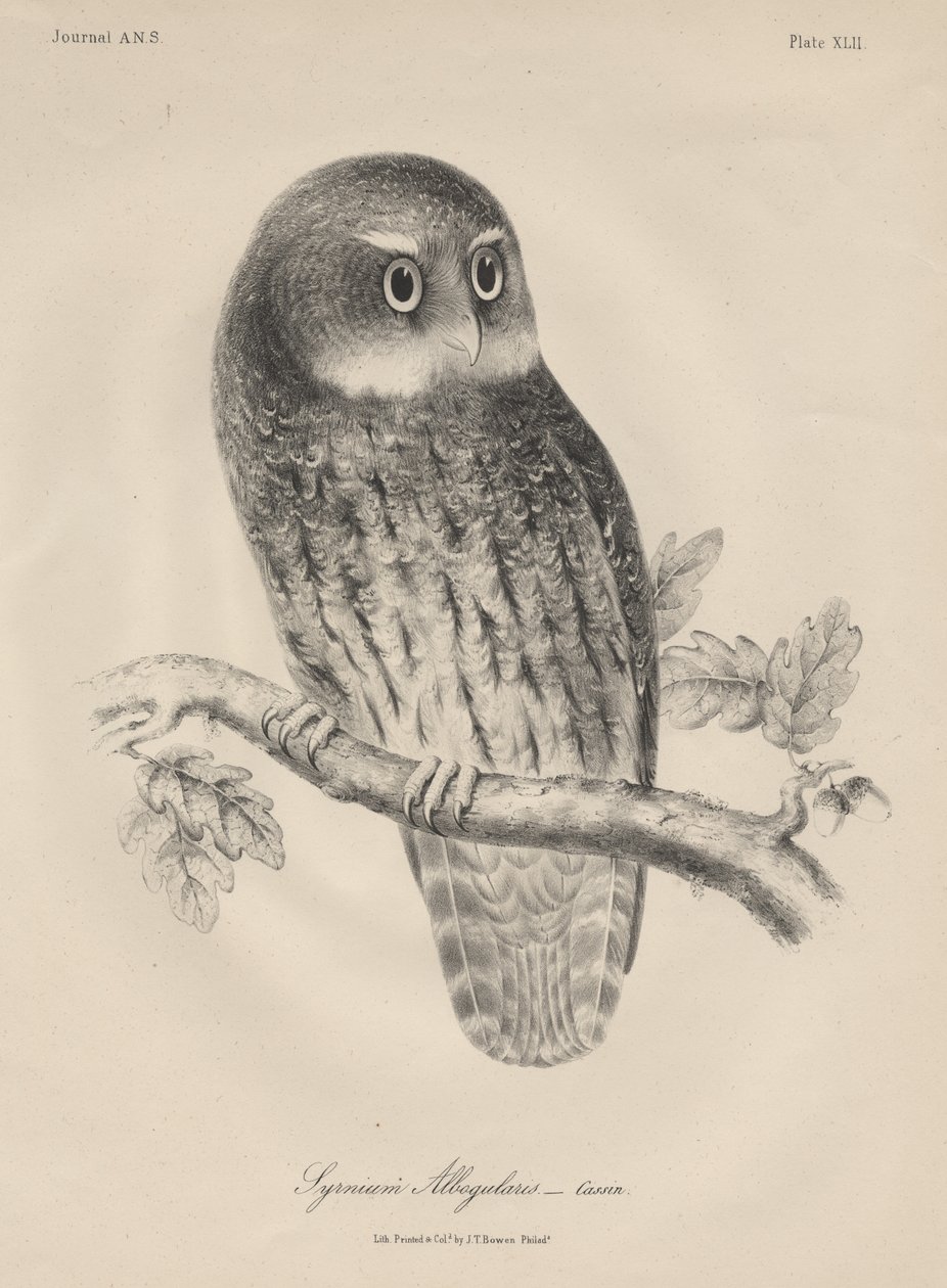 Syrnium Albogularis, litho af J.T. Bowen, 1850 af William E. Hitchcock