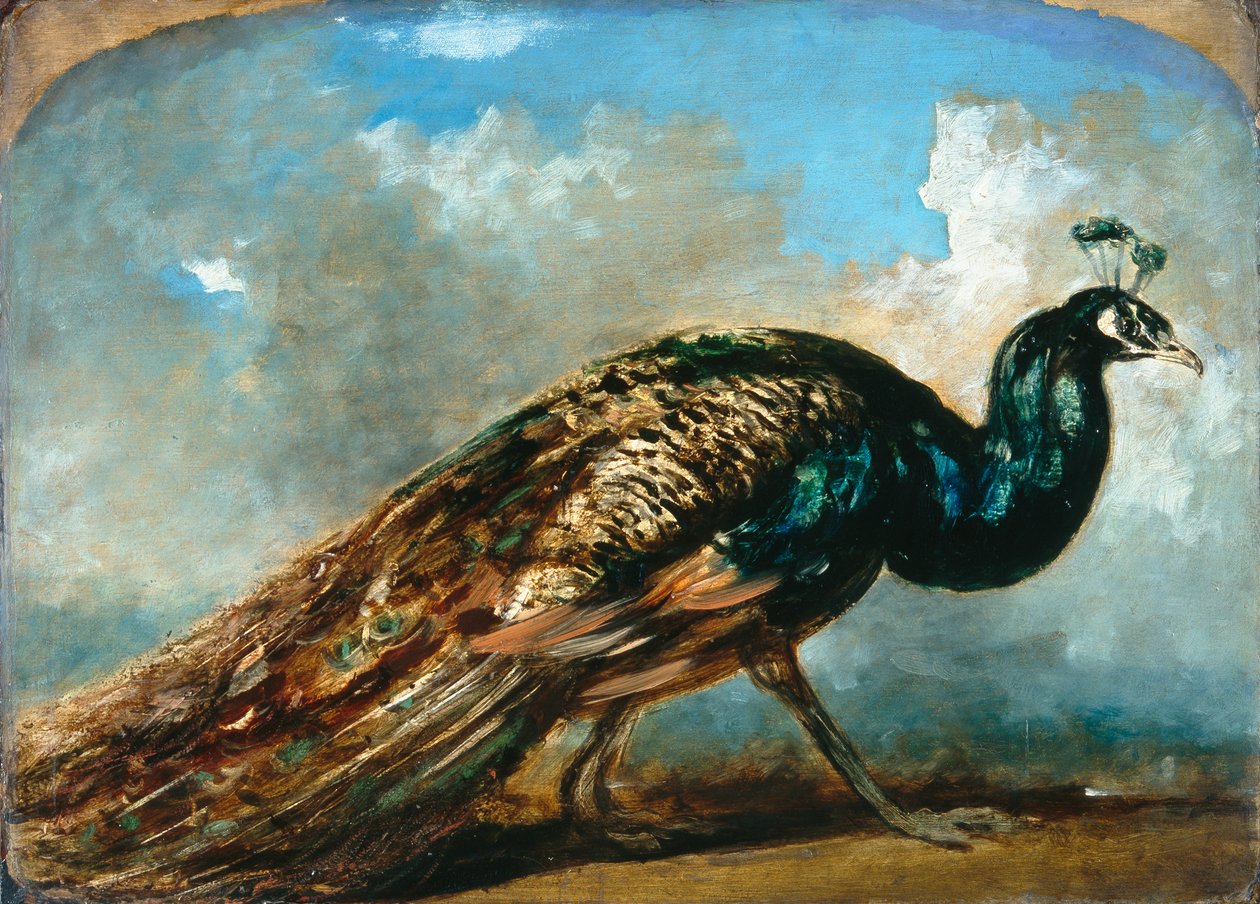 Studie af en påfugl (olie på møllebræt) af William Etty