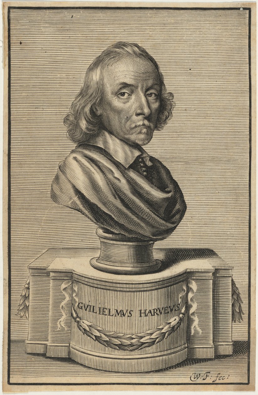 William Harvey, M.D. af William Faithorne