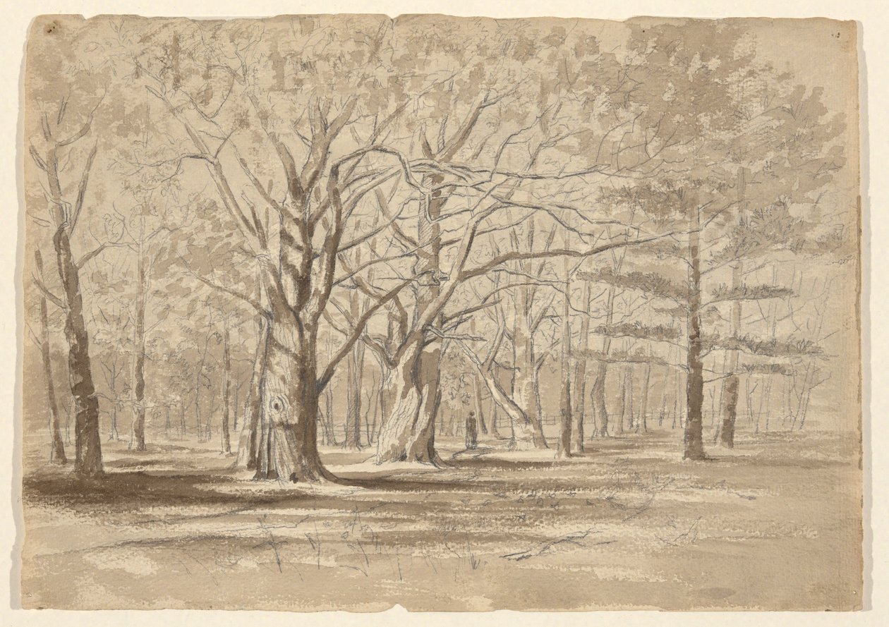 College Woods af William Fowler Hopson