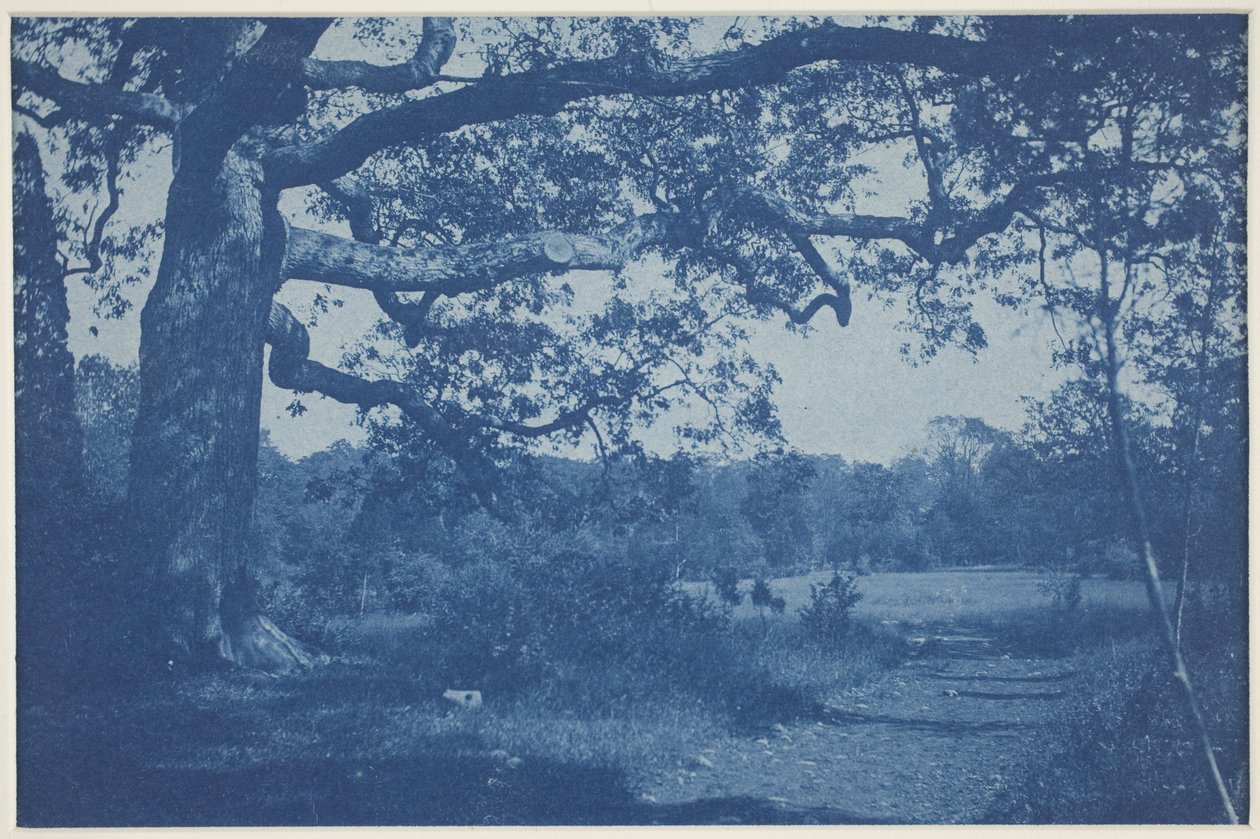 Stor eg ved Edge of Meadow af William H. Cades