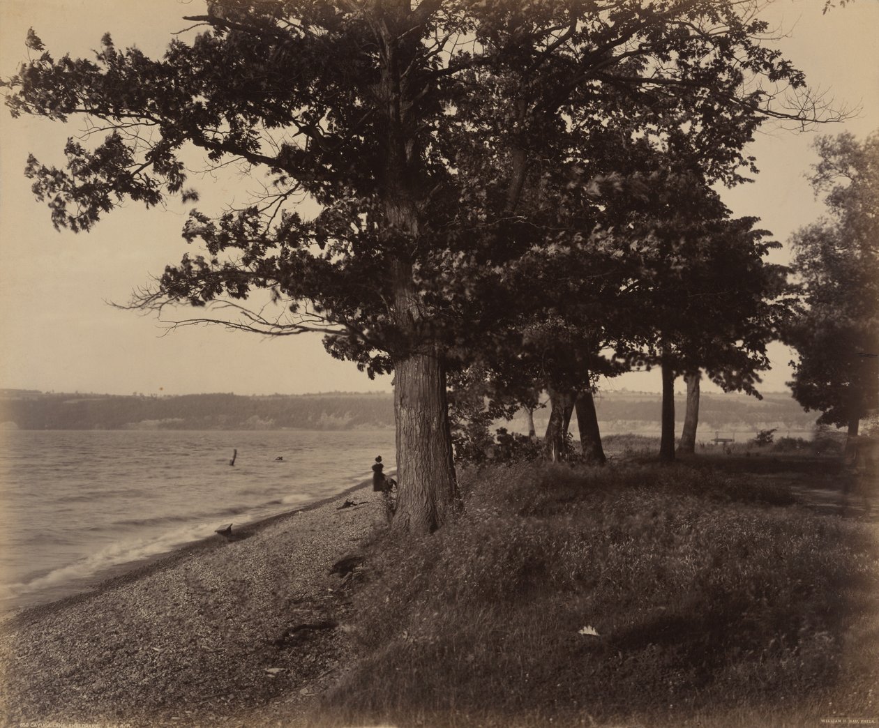 Cayuga Lake, Sheldrake af William H. Rau