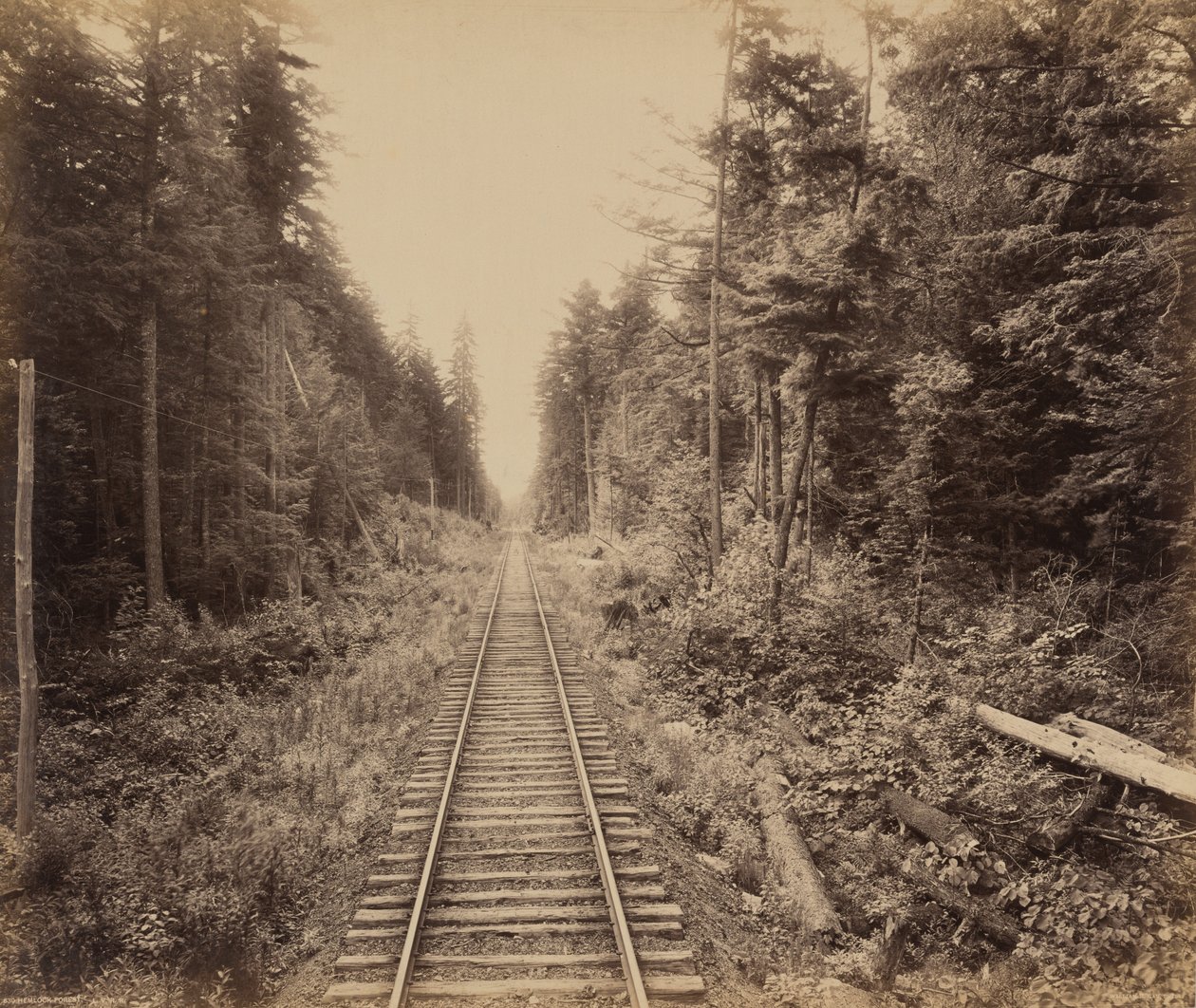 Hemlock Skov af William H. Rau