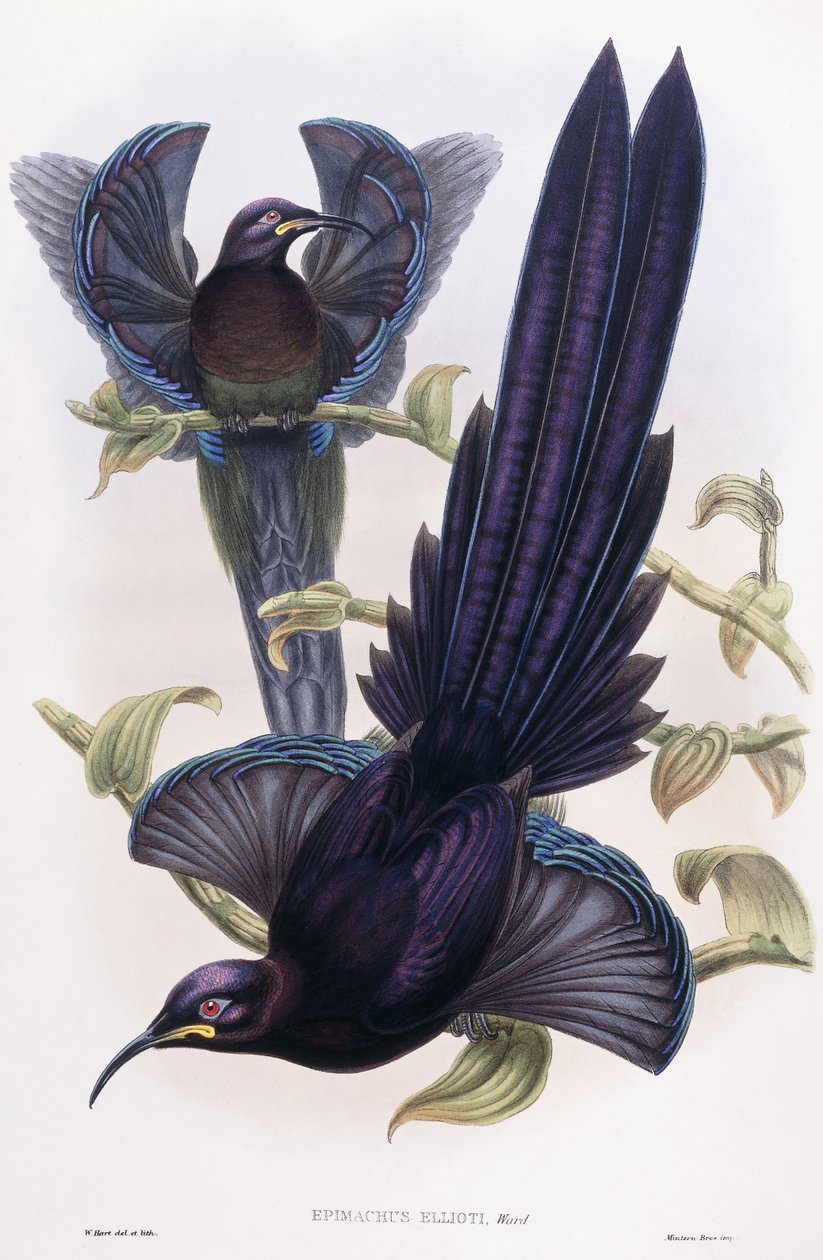 Epimachus Elliotti, Ward, ca. 1891-1898 af William Hart