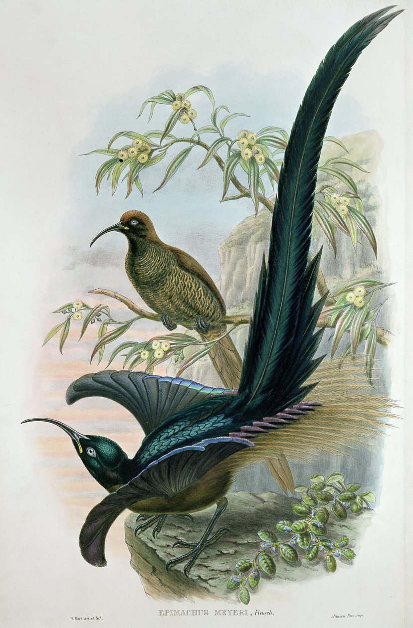 Epimachus Meyeri af William Hart