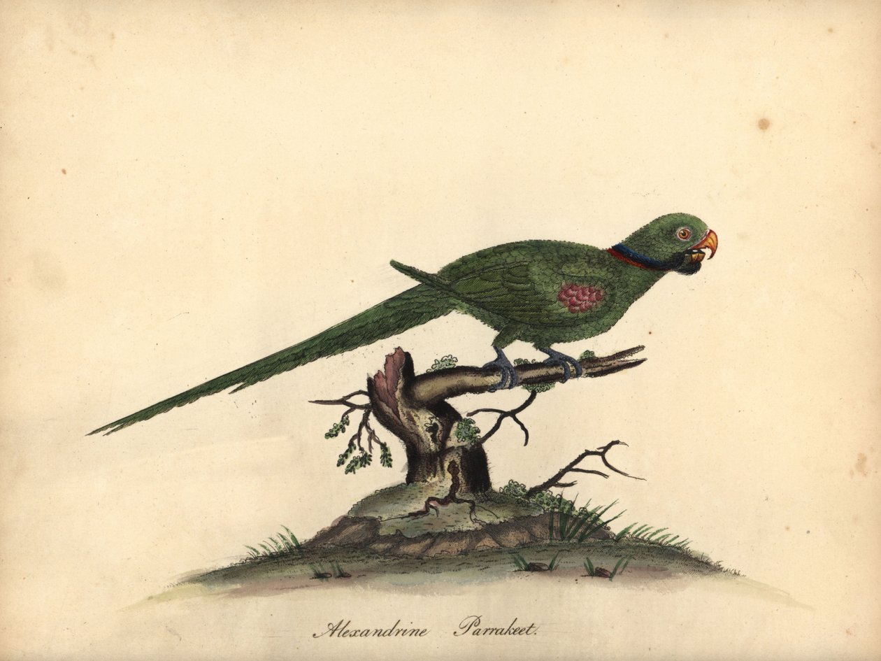 Alexandrine parakit, Psittacula eupatria. (Psittacus alexandri) Håndfarvet kobberstik af en illustration af William Hayes fra Portraits of Rare and Curious Birds from the Menagery of Osterly Park. af William Hayes