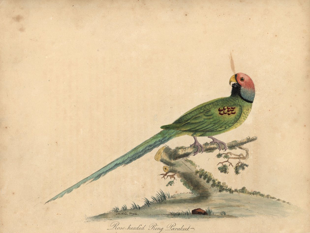 Blomsthovedet parakit, Psittacula roseata. (rosehovedet ring-parakit) Håndfarvet kobberstik af en illustration af William Hayes og hans datter Matilda Hayes fra William Hayes