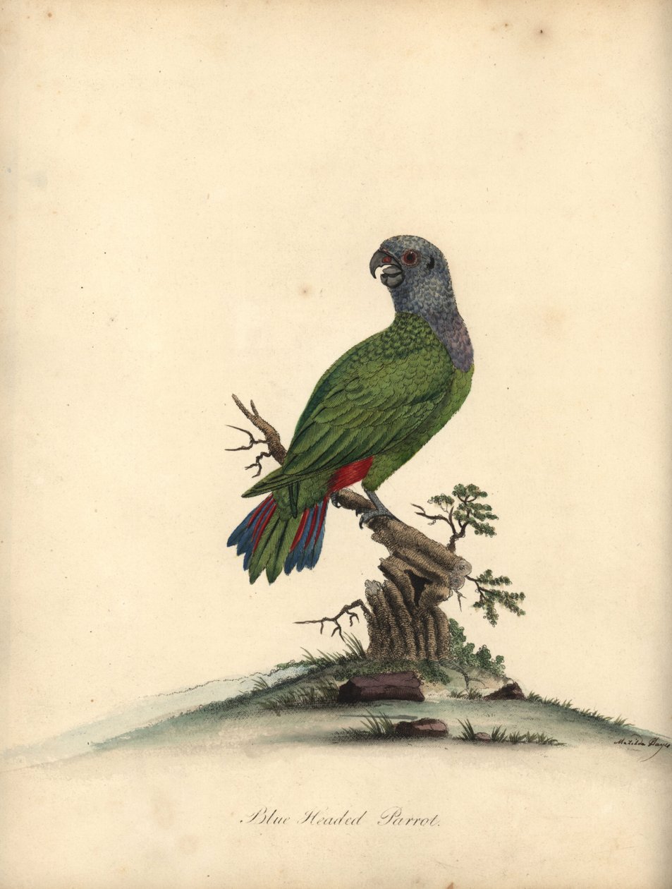 Blåhovedet papegøje, Pionus menstruus. (Psittacus menstruus) Håndfarvet kobberstik af en illustration af Matilda Hayes fra William Hayes