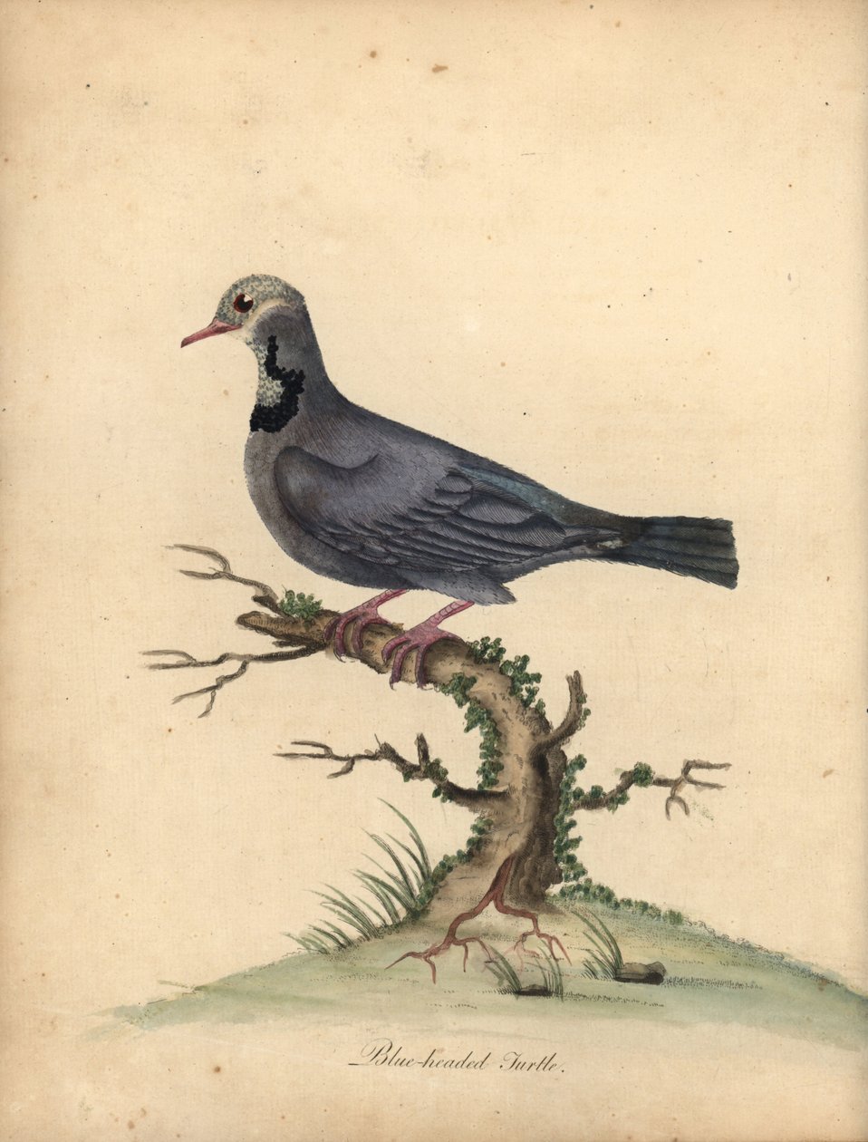 Blåhovedet vagteldue, Starnoenas cyanocephala. truet. (Blåhovedet skildpadde eller due, Columba cyanocephala) Håndfarvet kobberstik af en illustration af William Hayes fra Portraits of Rare and Curious Birds from the Menagery of Osterly P af William Hayes