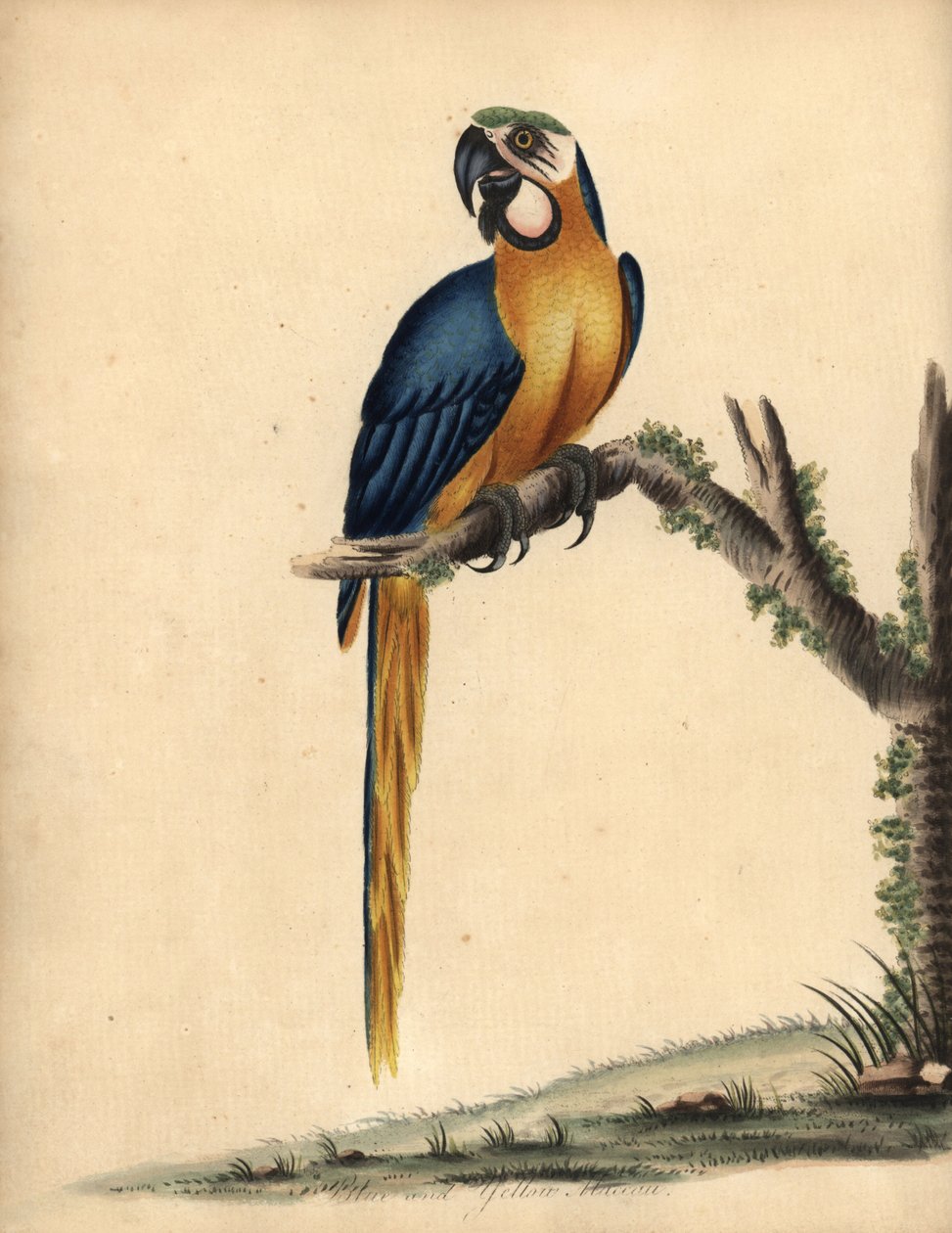 Blå og gul ara, Ara ararauna. (Blå og gul ara, Psittacus ararauna) Håndfarvet kobberstik af en illustration af William Hayes fra Portraits of Rare and Curious Birds from the Menagery of Osterly Park, London: Bulmer af William Hayes