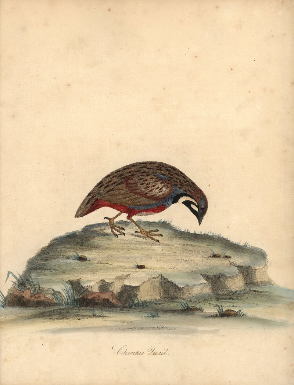 Blåbarmet vagtel, Coturnix chinensis. (Kinesisk vagtel, Tetrao chinensis) Håndfarvet kobberstik af en illustration af William Hayes fra Portraits of Rare and Curious Birds from the Menagery of Osterly Park, London: Bulmer af William Hayes