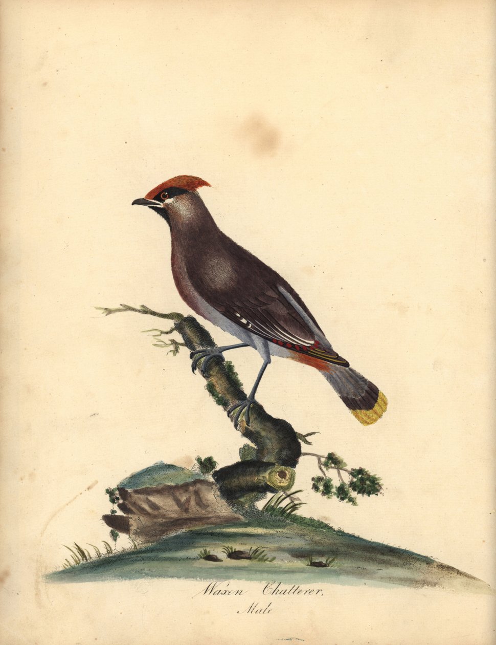 Bøhmisk voksvinge, Bombycilla garrulus. (Voksen chatterer, Ampelis garrulus) Håndfarvet kobberstik af en illustration af A (Ann) Hayes fra William Hayes