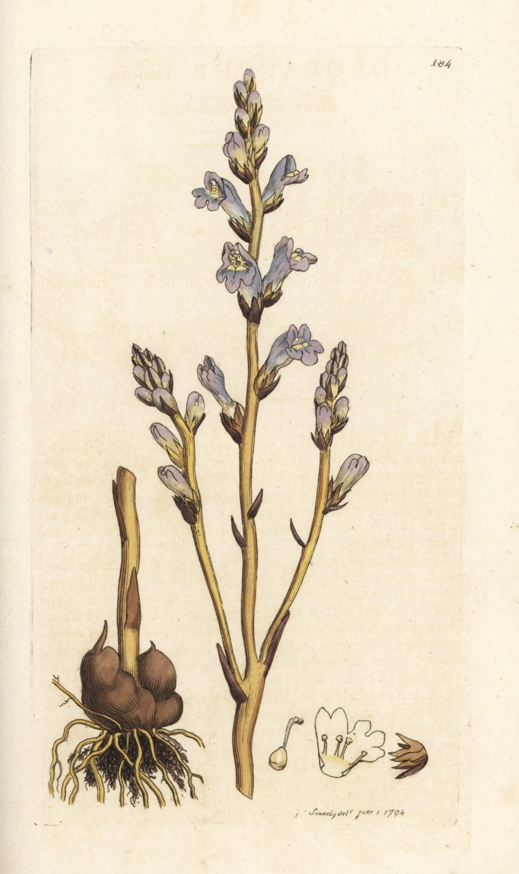 Forgrenet gyvel, Orobanche ramosa. Håndfarvet kobberstik af James Sowerby fra James Smith