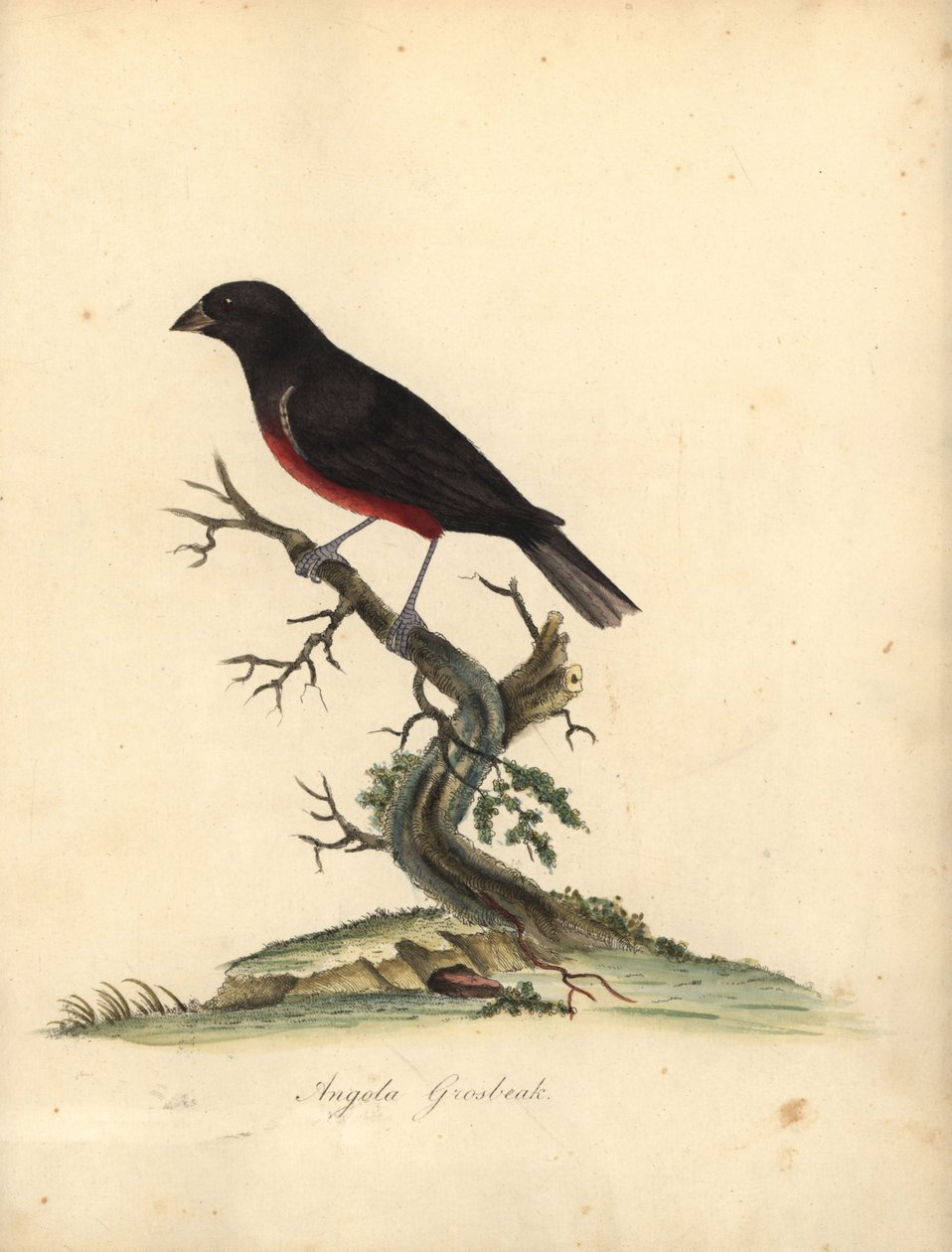 Kastanjebuget frøfinke, Oryzoborus angolensis. (Angola grosbeak, Loxia angolensis) Håndfarvet kobberstik af en illustration af William Hayes fra Portraits of Rare and Curious Birds from the Menagery of Osterly Park, London: Bulmer af William Hayes