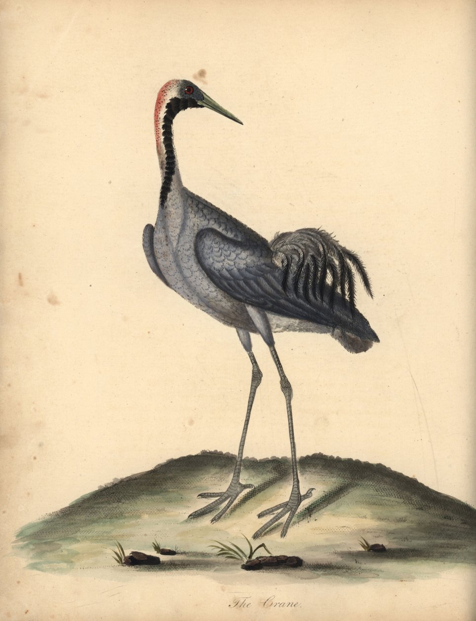Almindelig trane, Grus grus. (Ardea grus) Håndfarvet kobberstik af en illustration af William Hayes fra Portraits of Rare and Curious Birds from the Menagery of Osterly Park. af William Hayes