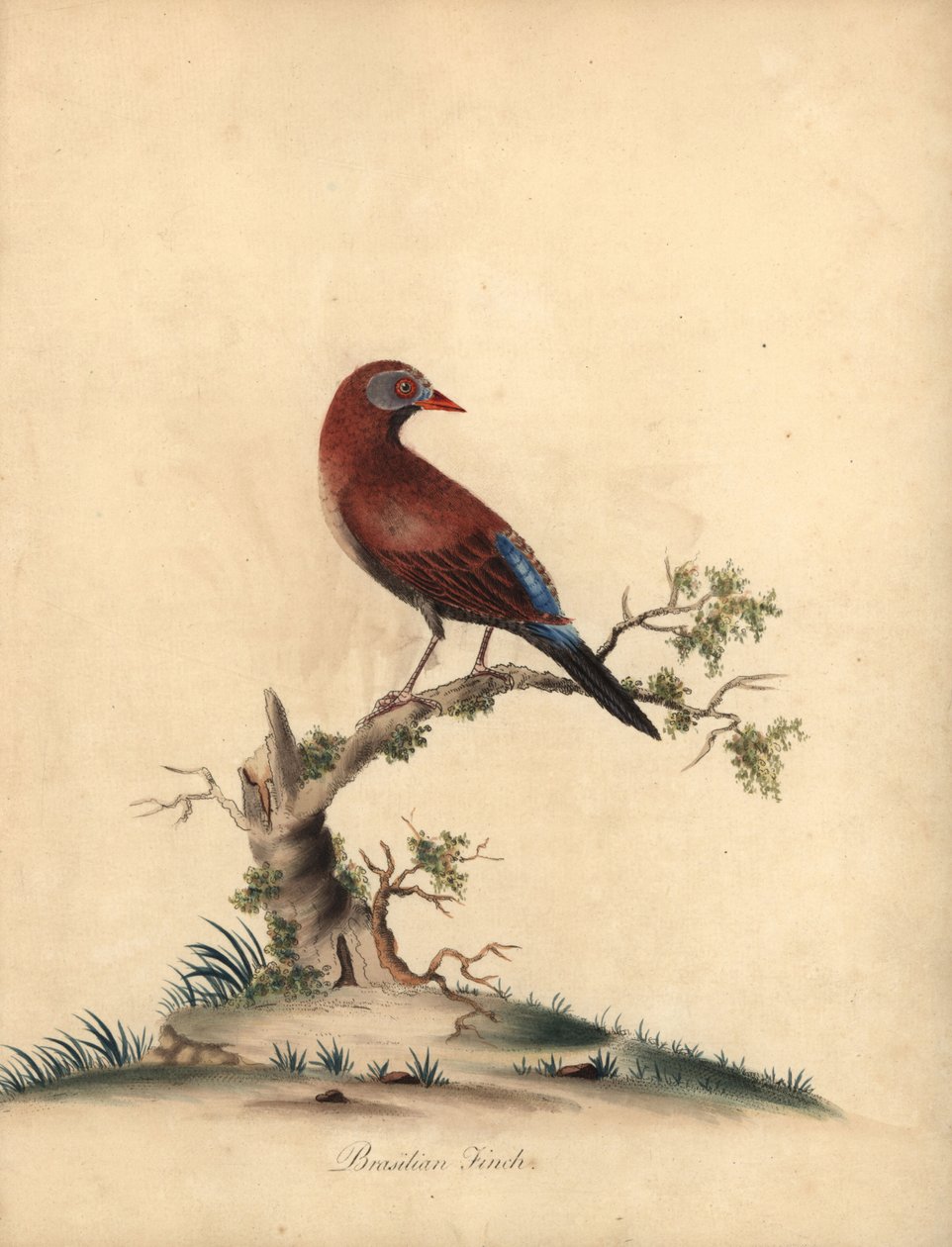 Almindelig grenadier, Uraeginthus granatinus, hjemmehørende i Afrika. (Brasiliansk finke, Fringilla granatina) Håndfarvet kobberstik af en illustration af William Hayes fra Portraits of Rare and Curious Birds from the Menagery of Osterly Park, London: Bu af William Hayes