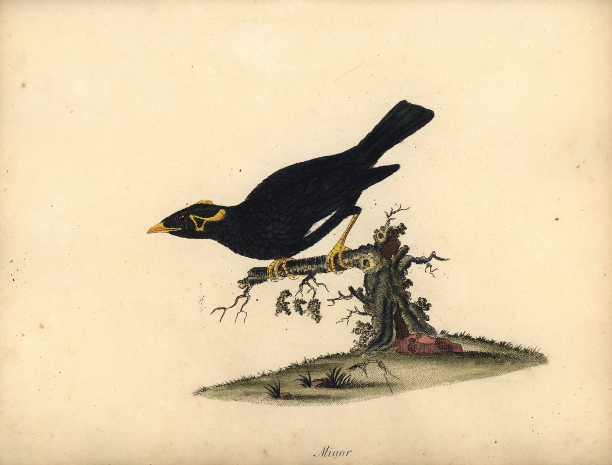 Almindelig bakkemyna, Gracula religiosa. (Minor grakle) Håndfarvet kobberstik af en illustration af William Hayes fra Portraits of Rare and Curious Birds from the Menagery of Osterly Park (London: Bulmer af William Hayes