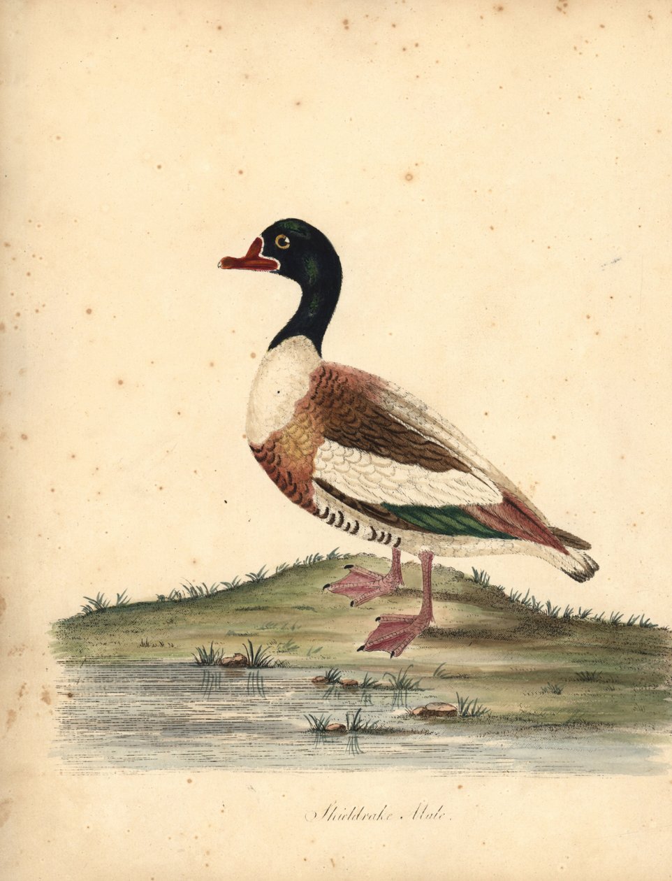 Almindelig sheldand, Tadorna tadorna. (Shieldrake, Anas tadorna.) Håndfarvet kobberstik af en illustration af William Hayes fra Portraits of Rare and Curious Birds from the Menagery of Osterly Park (London: Bulmer af William Hayes