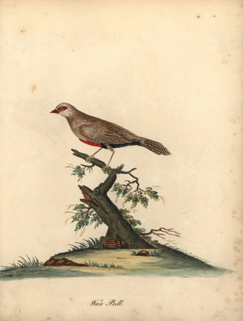 Almindelig voksnæb, Estrilda astrild. (Loxia astreld) Håndfarvet kobberstik af en illustration af William Hayes fra Portraits of Rare and Curious Birds from the Menagery of Osterly Park. af William Hayes