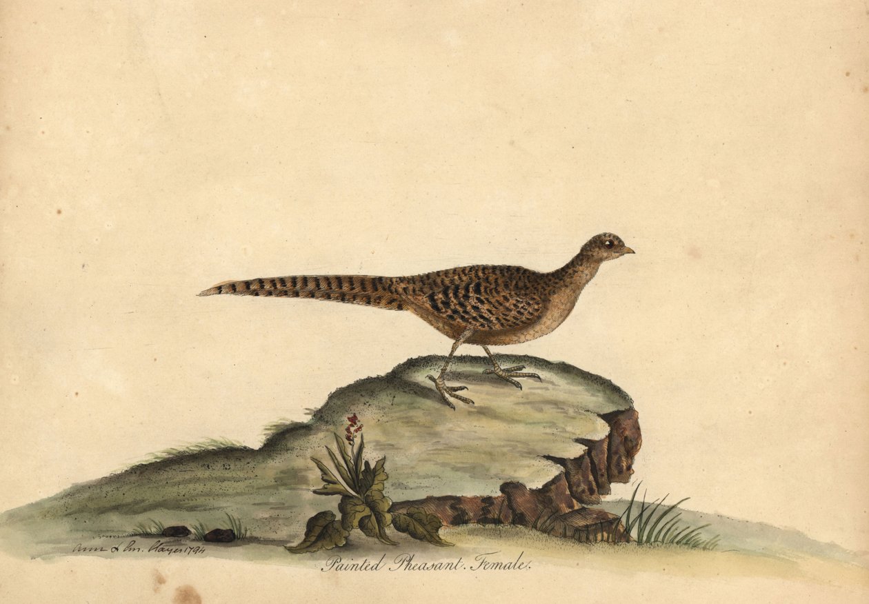 Gyldne eller kinesiske fasaner, Chrysolophus pictus, hun. (Malet fasan, Phasianus pictus) Håndfarvet kobberstik af en illustration af Ann og Emily Hayes fra William Hayes