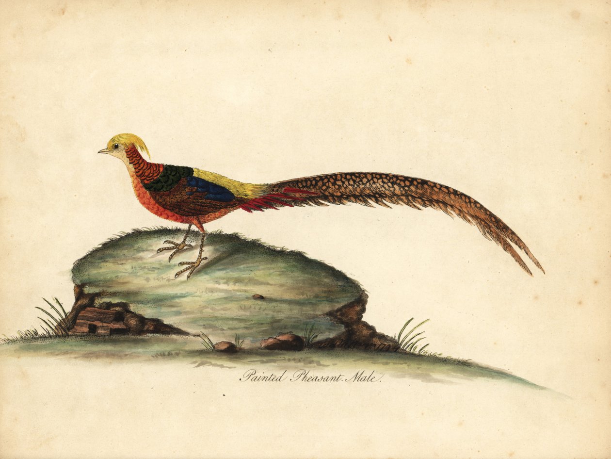 Gylden eller kinesisk fasan, Chrysolophus pictus, han. (Malet fasan, Phasianus pictus) Håndfarvet kobberstik af en illustration af William Hayes fra Portraits of Rare and Curious Birds from the Menagery of Osterly Park, London: Bulmer af William Hayes