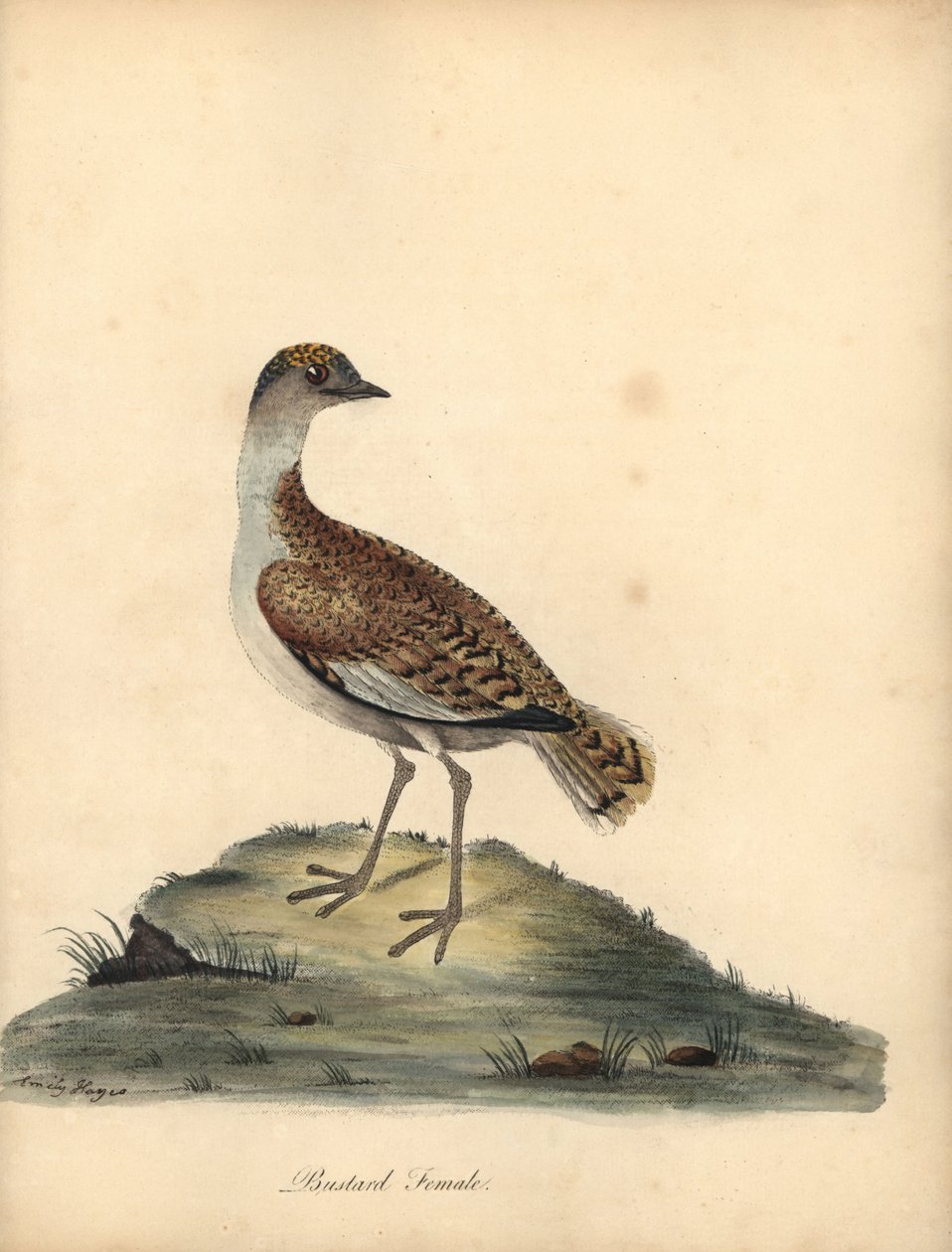 Stor bustard, Otis tarda, hun. Sårbar. Håndfarvet kobberstik af en illustration af William og Emily Hayes fra William Hayes