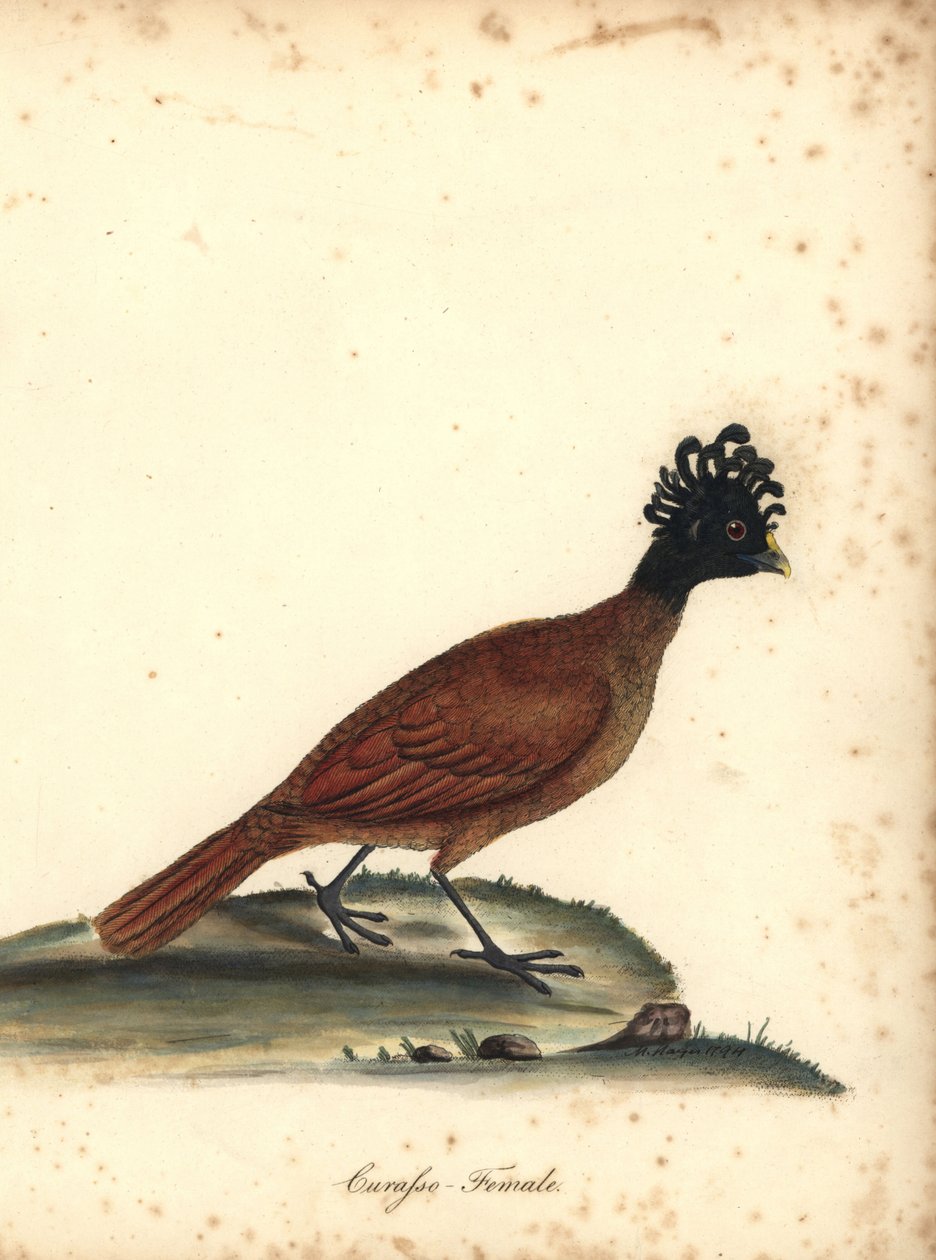 Flot curassow, Crax rubra, hun. (Curasso, Crax rubra) Sårbar. Håndfarvet kobberstik af en illustration af M (Matilda) Hayes fra William Hayes