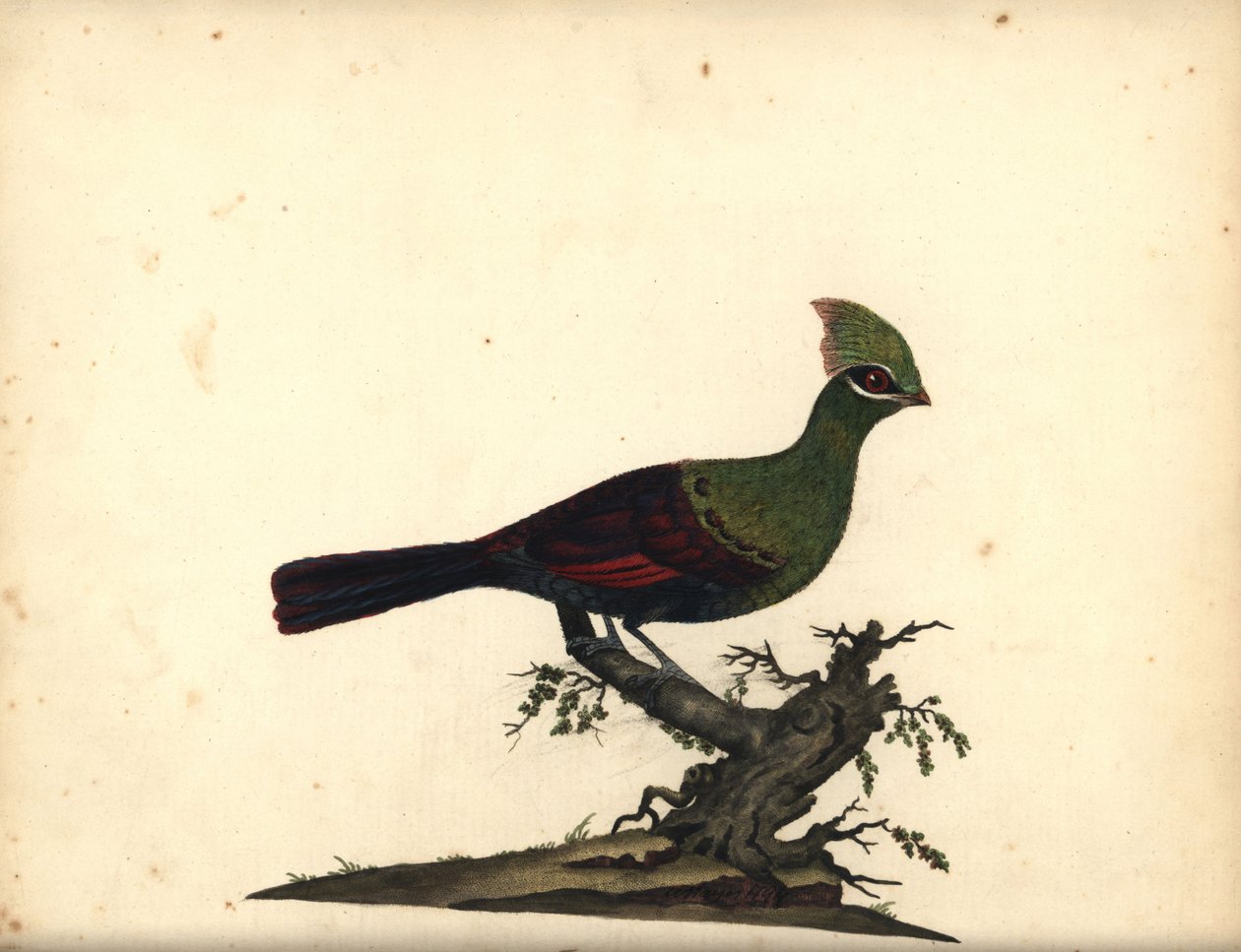 Guinea eller grøn turaco, Tauraco persa. (Touraco, Cuculus persa) Håndfarvet kobberstik af en illustration af William Hayes fra Portraits of Rare and Curious Birds from the Menagery of Osterly Park, London: Bulmer af William Hayes