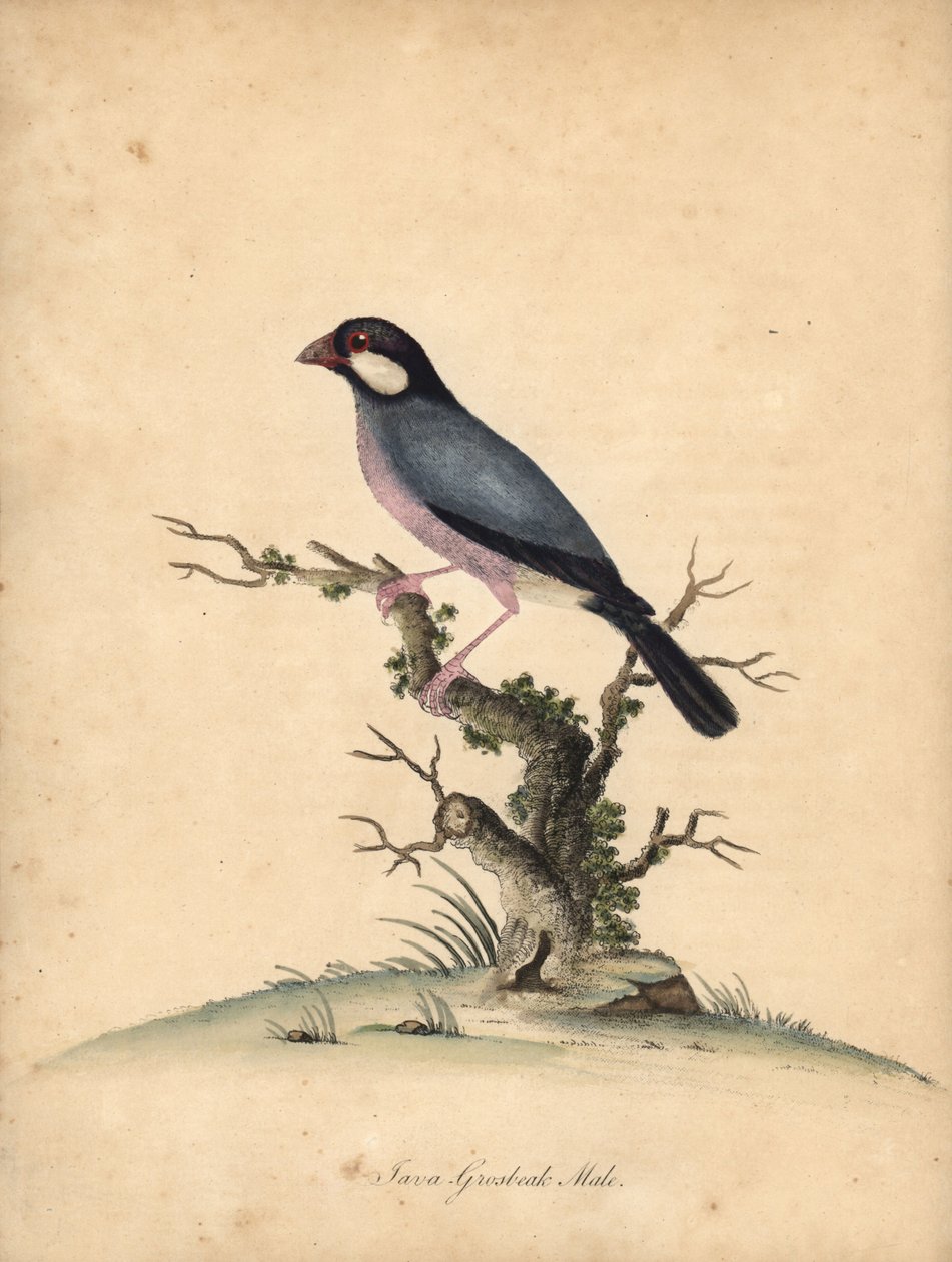 Javaspurv, Lonchura oryzivora. Sårbar. (Java grosbeak, Loxea oryxivora) Håndfarvet kobberstik af en illustration af William Hayes fra Portraits of Rare and Curious Birds from the Menagery of Osterly Park, London: Bulmer af William Hayes
