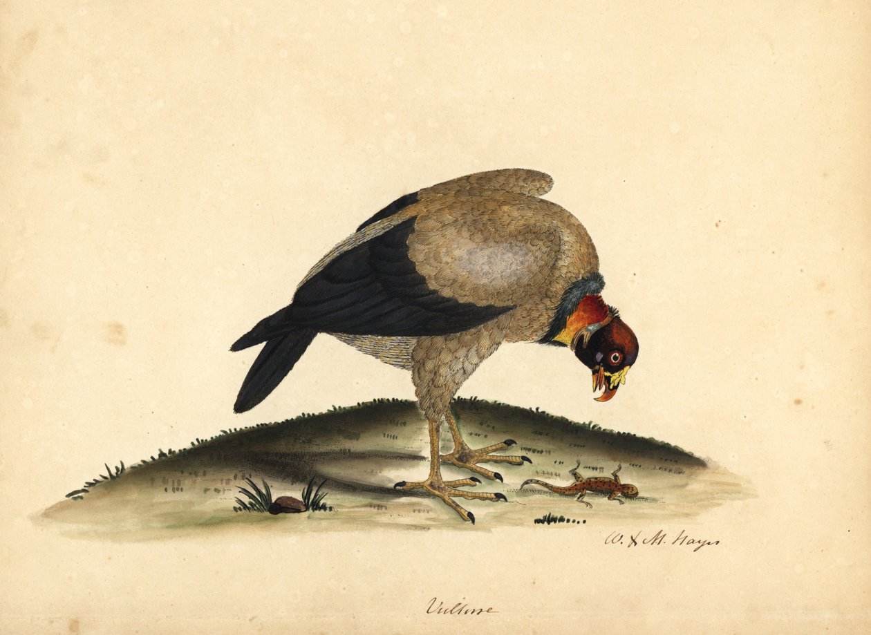 Kongegrib, Sarcoramphus papa (Vultur papa). Håndfarvet kobberstik af en illustration af William Hayes og hans datter M (Matilda) fra Portraits of Rare and Curious Birds from the Menagery of Osterly Park. af William Hayes