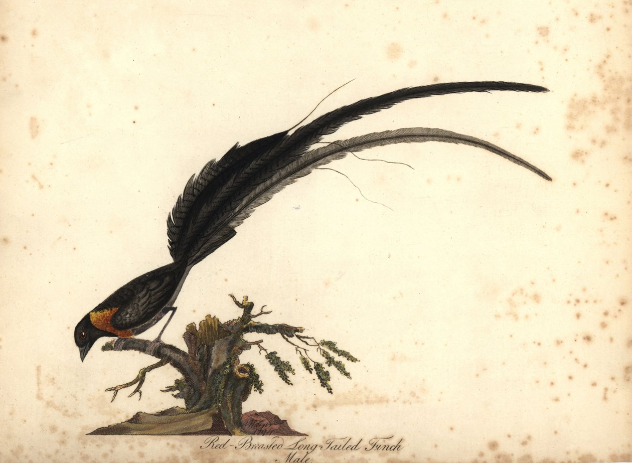 Langhalet paradis whydah, Vidua paradisaea, han. (Rødbarmet langhalefinke, Emberiza paradisaea) Håndfarvet kobberstik af en illustration af William Hayes fra Portraits of Rare and Curious Birds from the Menagery of Osterly Park, Lo af William Hayes