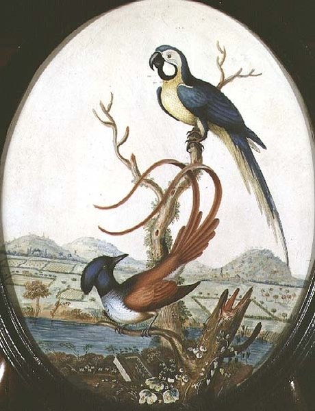 Lyrebird og Jay af William Hayes