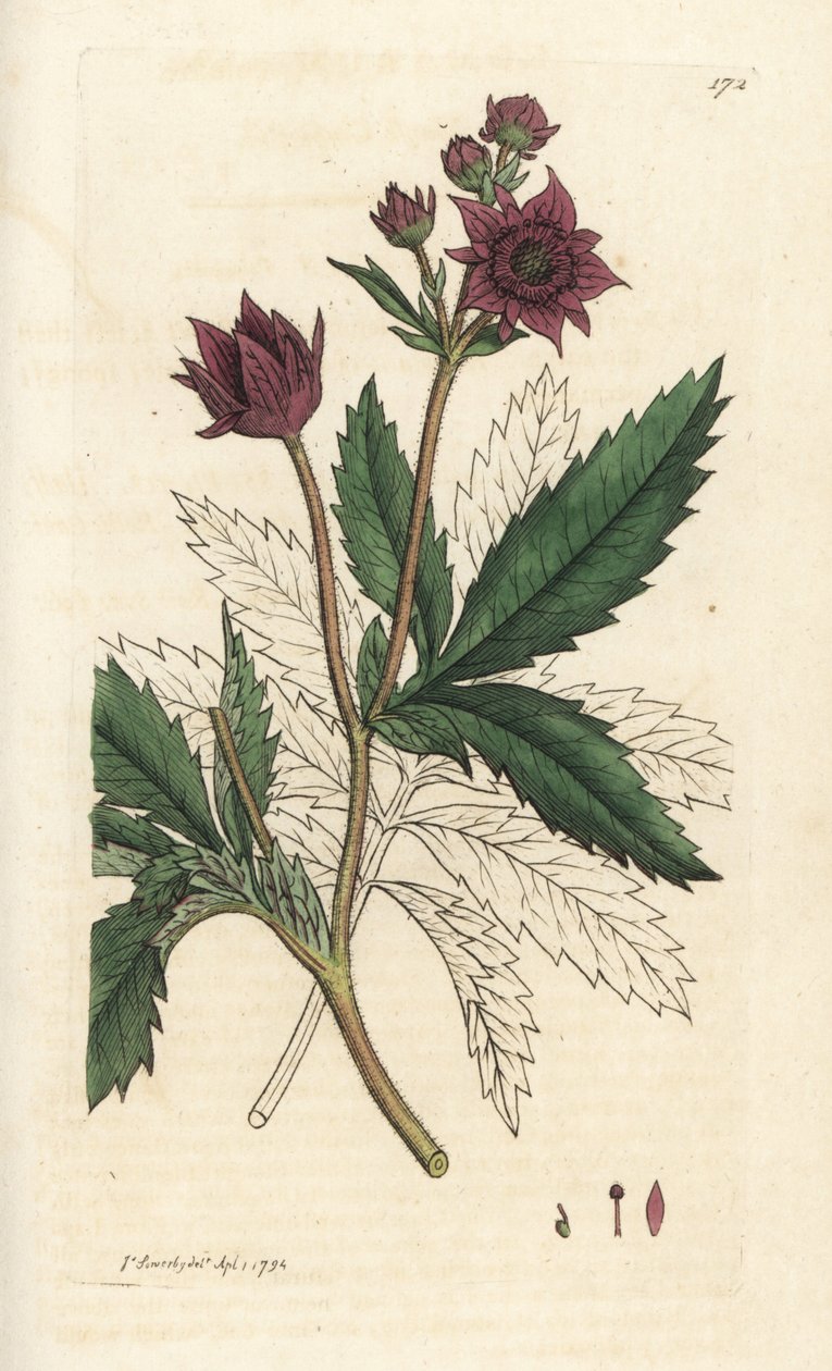 Marsh cinquefoil, Comarum marsk. Håndfarvet kobberstik af James Sowerby fra James Smith