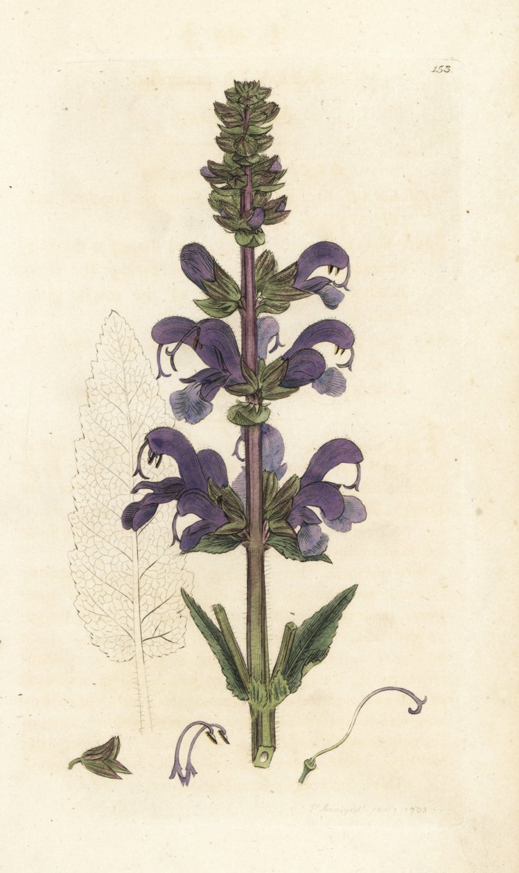 Enge, Salvia pratensis. Håndfarvet kobberstik af James Sowerby fra James Smith