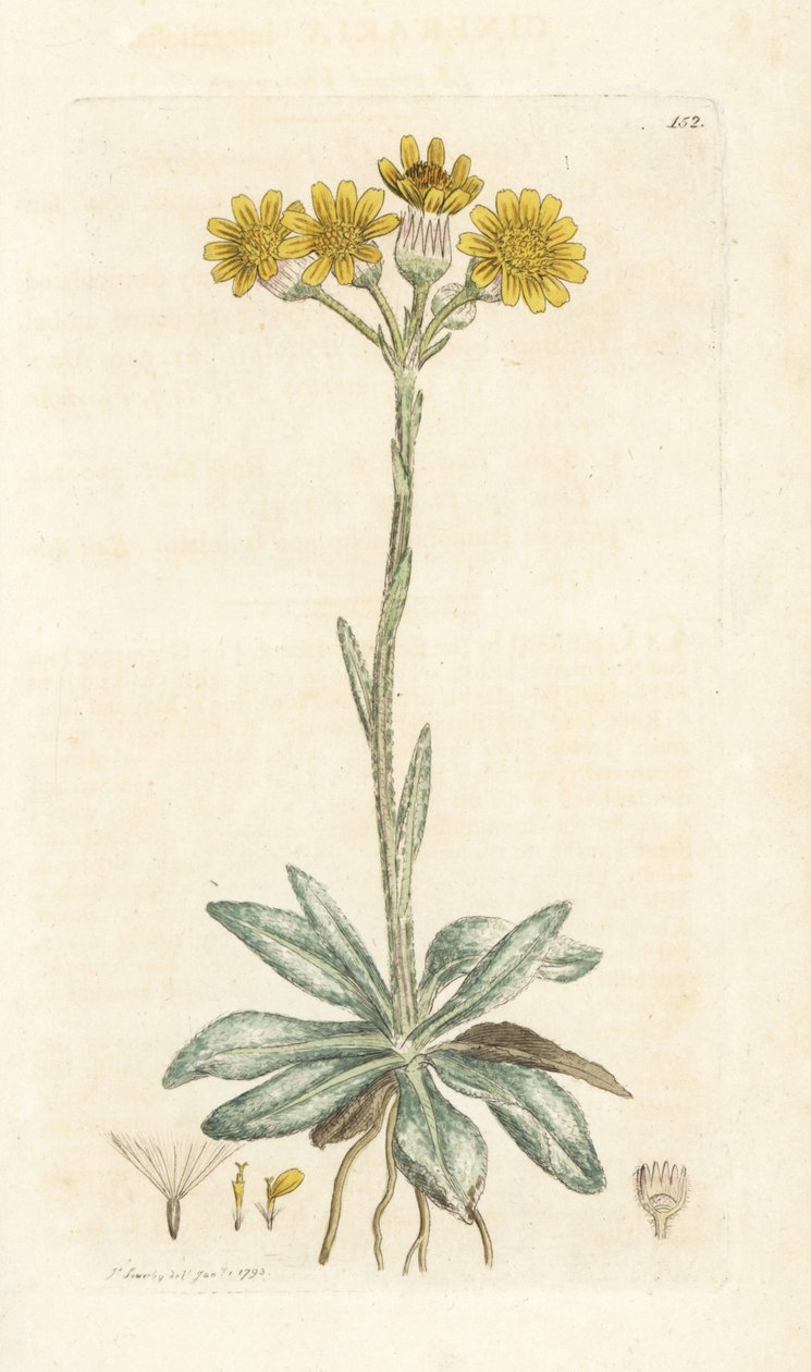 Bjergloppeurt, Tephroseris integrifolia (Cineraria integrifolia). Håndfarvet kobberstik af James Sowerby fra James Smith