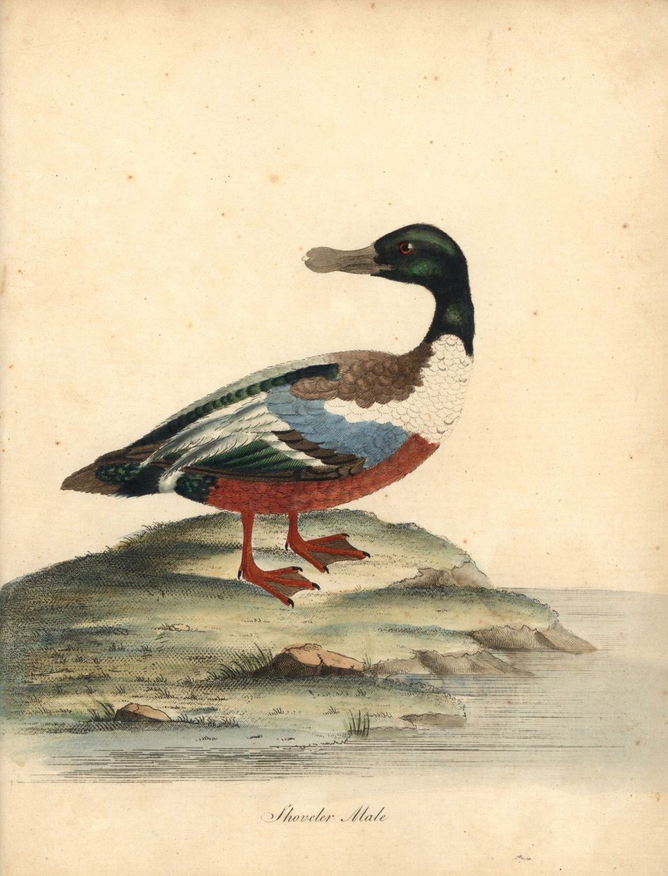 Nordlig skovl, Anas clypeata, han. Håndfarvet kobberstik af en illustration af William Hayes fra Portraits of Rare and Curious Birds from the Menagery of Osterly Park (London: Bulmer af William Hayes