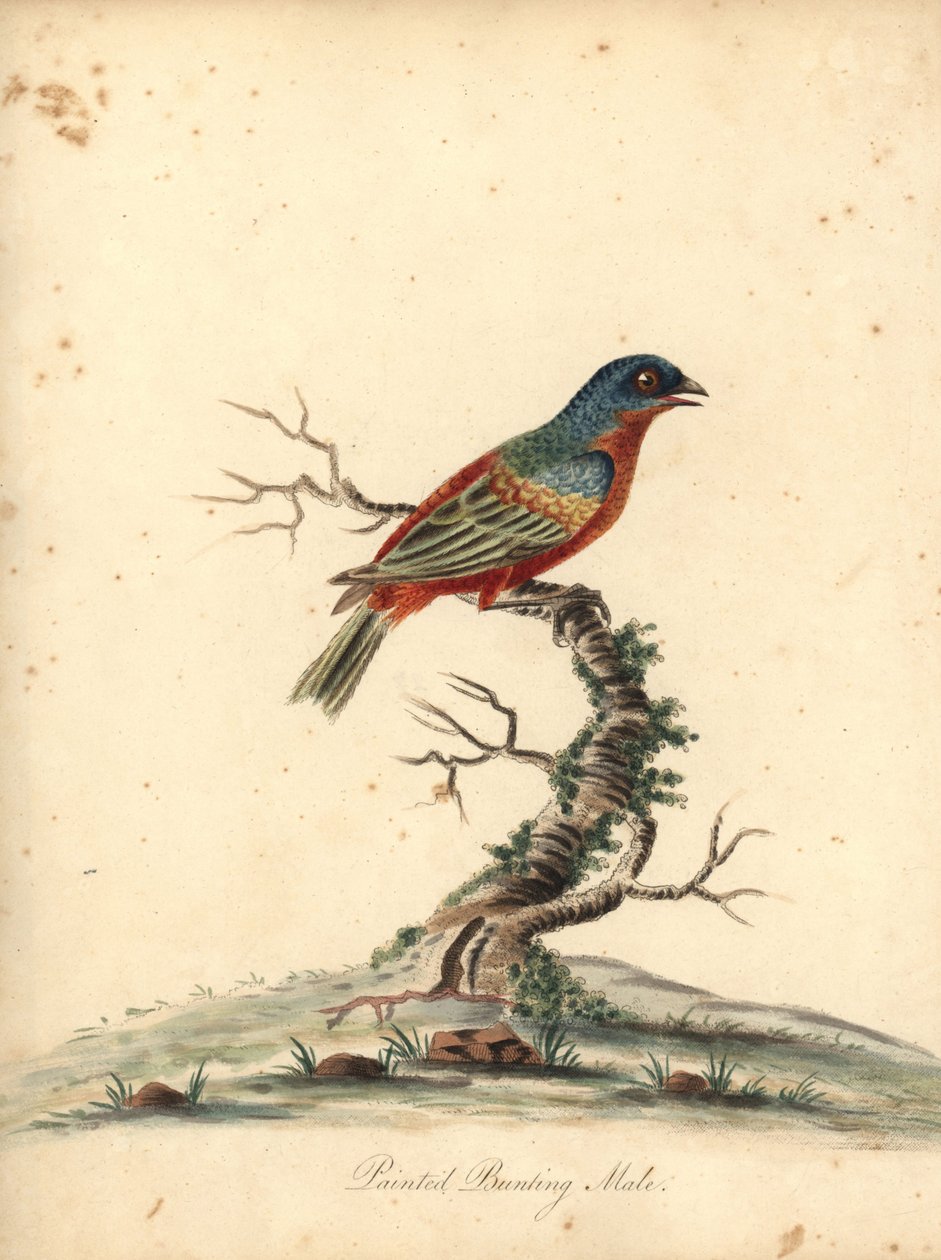 Malet gunting, Passerina ciris, han. Nær truet. Håndfarvet kobberstik af en illustration af William Hayes fra Portraits of Rare and Curious Birds from the Menagery of Osterly Park (London: Bulmer af William Hayes