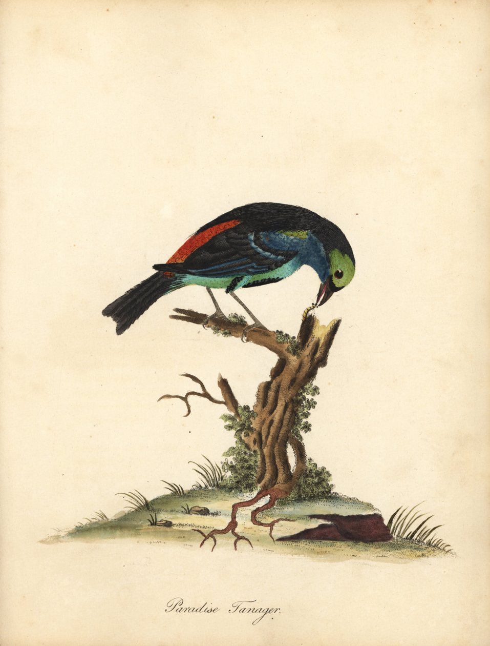 Paradise tanager, Tangara chilensis. (Tanagra tatao) Håndfarvet kobberstik af en illustration af William Hayes fra Portraits of Rare and Curious Birds from the Menagery of Osterly Park (London: Bulmer af William Hayes