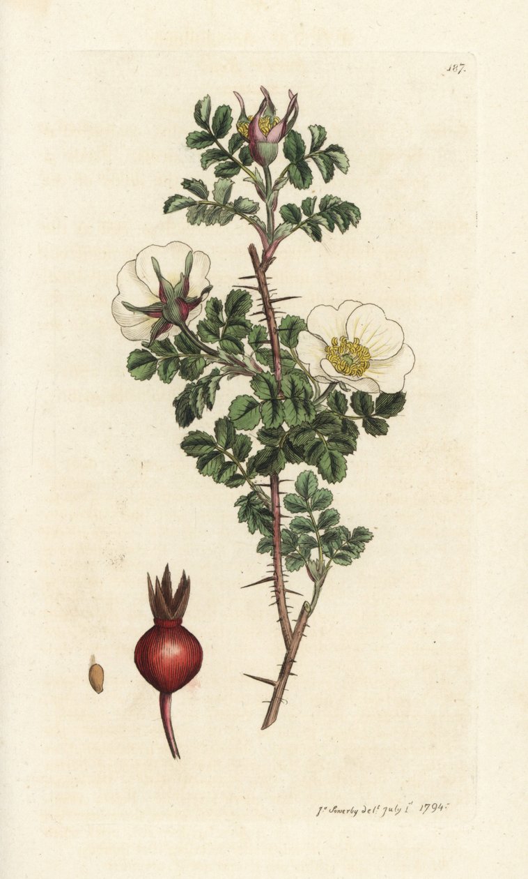 Lyserød brændt, Rosa spinosissima. Håndfarvet kobberstik af James Sowerby fra James Smith
