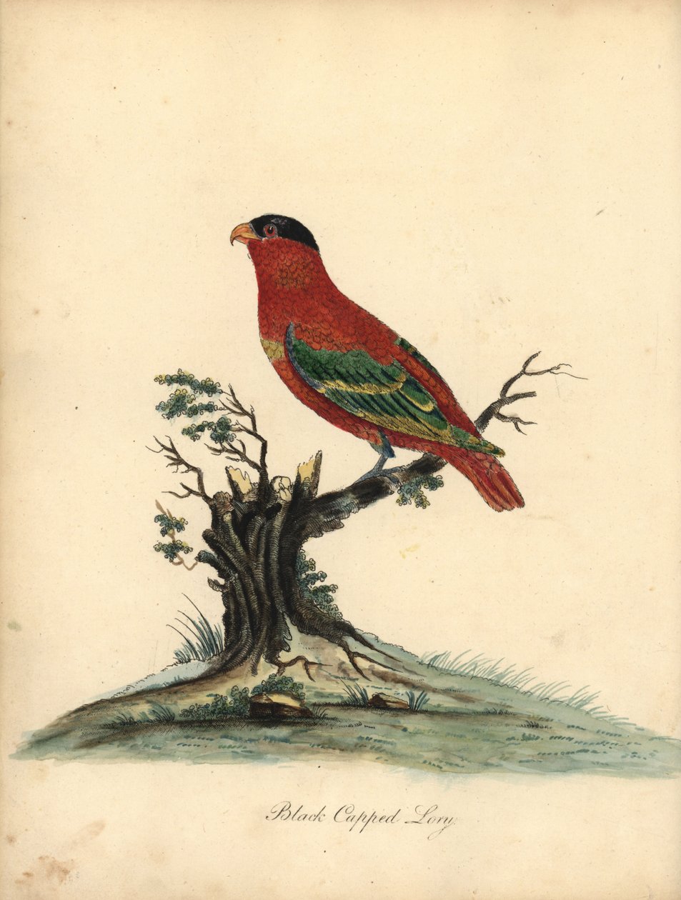 Ren-navet lory, Lorius domicella. truet. Sortkappet lori, Psittacus domicilla. Håndfarvet kobberstik af en illustration af William Hayes fra Portraits of Rare and Curious Birds from the Menagery of Osterly Park (London: Bulmer af William Hayes