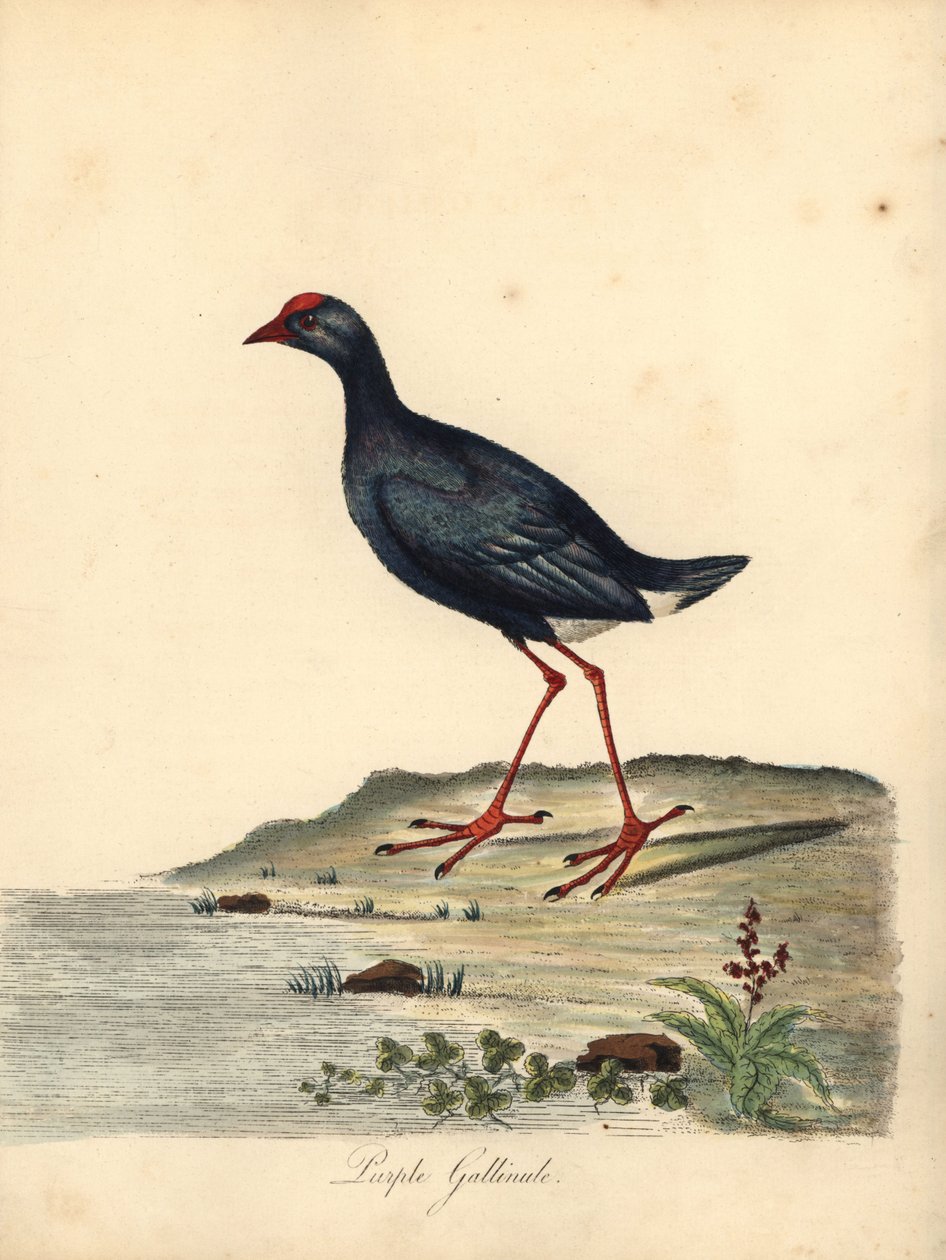 Lilla sumpen, Porphyrio porphyrio. (Purple gallinule, Fulica porphyrio) Håndfarvet kobberstik af en illustration af William Hayes fra Portraits of Rare and Curious Birds from the Menagery of Osterly Park (London: Bulmer af William Hayes