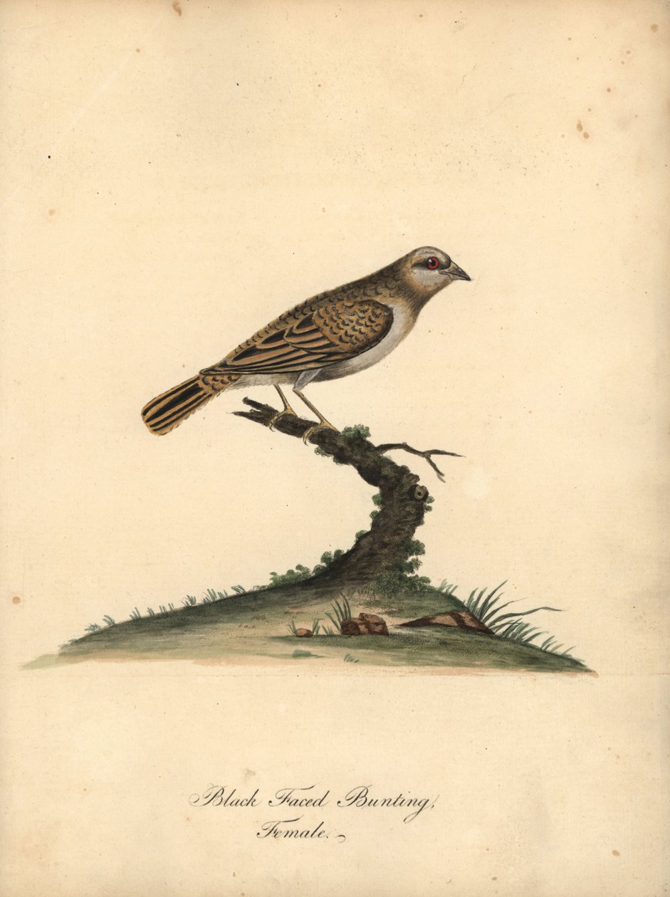 Rødnæbbet quelea, Quelea quelea, hun. (Black-faced bunting, Embereza quelea) Håndfarvet kobberstik af en illustration af William Hayes fra Portraits of Rare and Curious Birds from the Menagery of Osterly Park (London: Bulmer af William Hayes