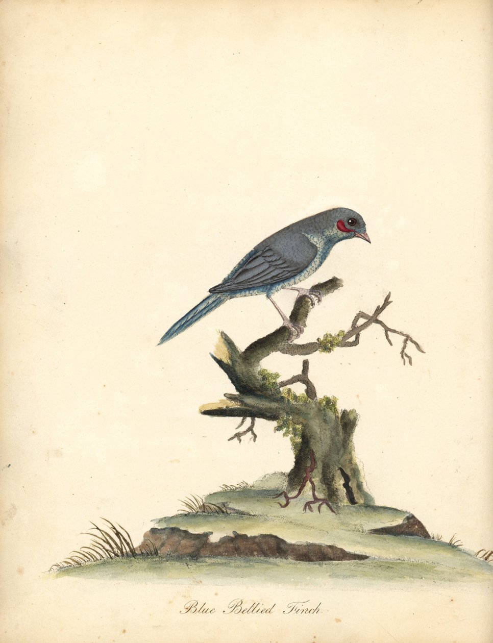 Rødkindet cordonbleu, Uraeginthus bengalus. (Blåbuget finke, Fringilla benghalus.) Håndfarvet kobberstik af en illustration af William Hayes fra Portraits of Rare and Curious Birds from the Menagery of Osterly Park (London: Bulmer af William Hayes