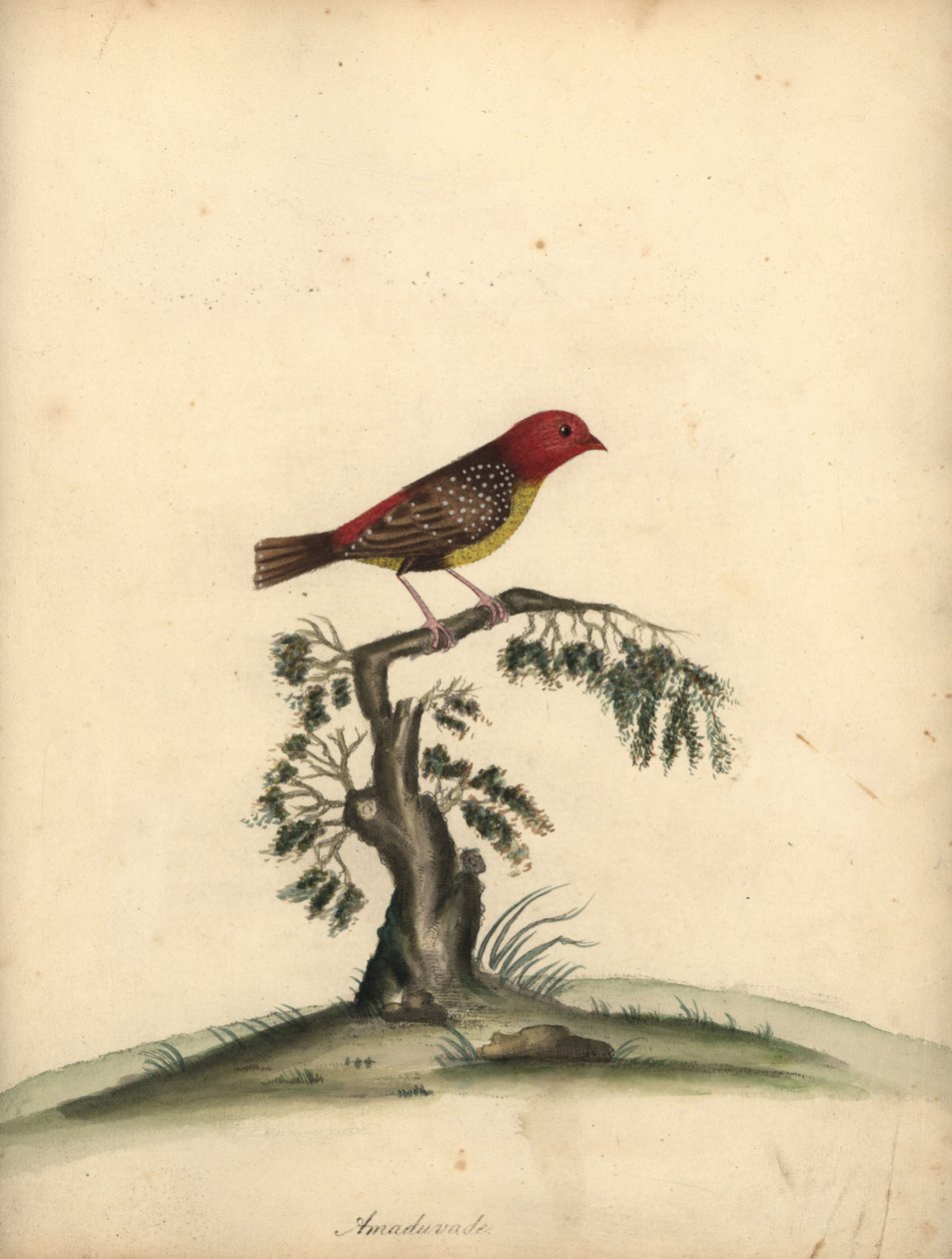 Rød avadavat, Amandava amandava. (Amaduvade, Fringilla amandava) Håndfarvet kobberstik af en illustration af William Hayes fra Portraits of Rare and Curious Birds from the Menagery of Osterly Park. af William Hayes