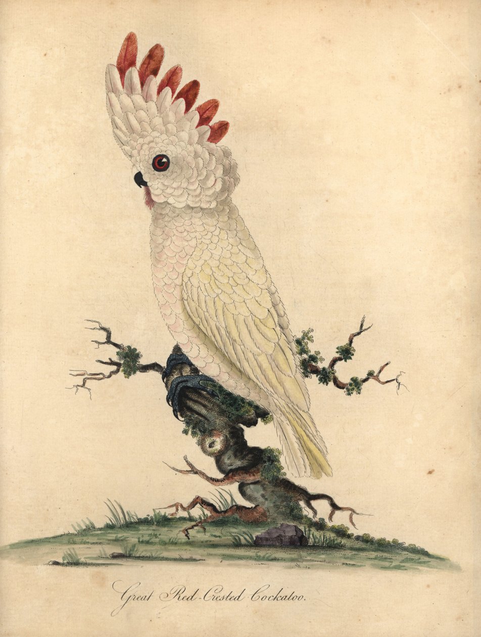 Laksekakadue eller molukkerkakadu, Cacatua moluccensis. (Stor kakadue) Sårbar. Håndfarvet kobberstik af en illustration af William Hayes fra Portraits of Rare and Curious Birds from the Menagery of Osterly Park (London: Bu af William Hayes