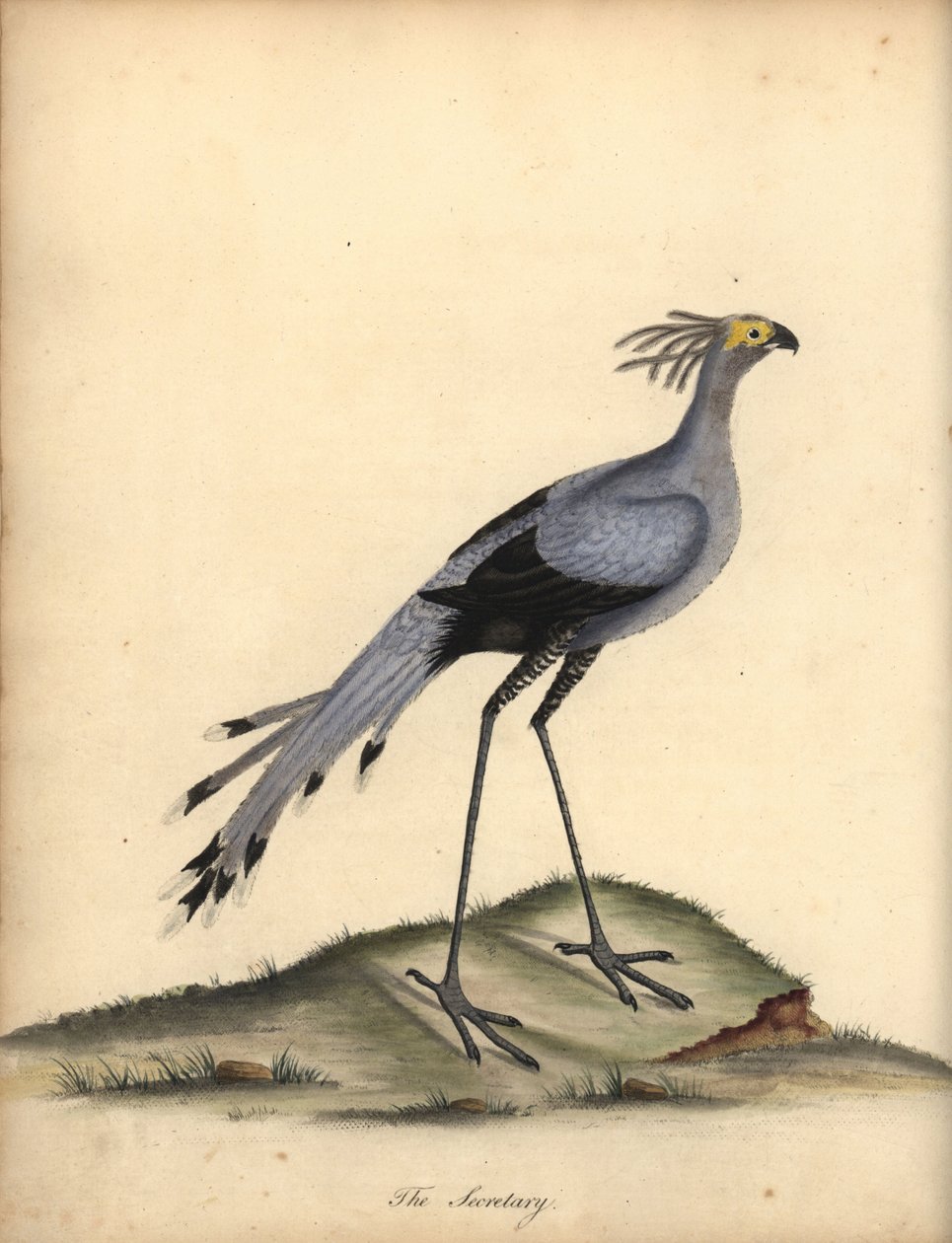Sekretærfugl, Skytten serpentarius. Sårbar. (Falco serpentarius) Håndfarvet kobberstik af en illustration af William Hayes fra Portraits of Rare and Curious Birds from the Menagery of Osterly Park. af William Hayes