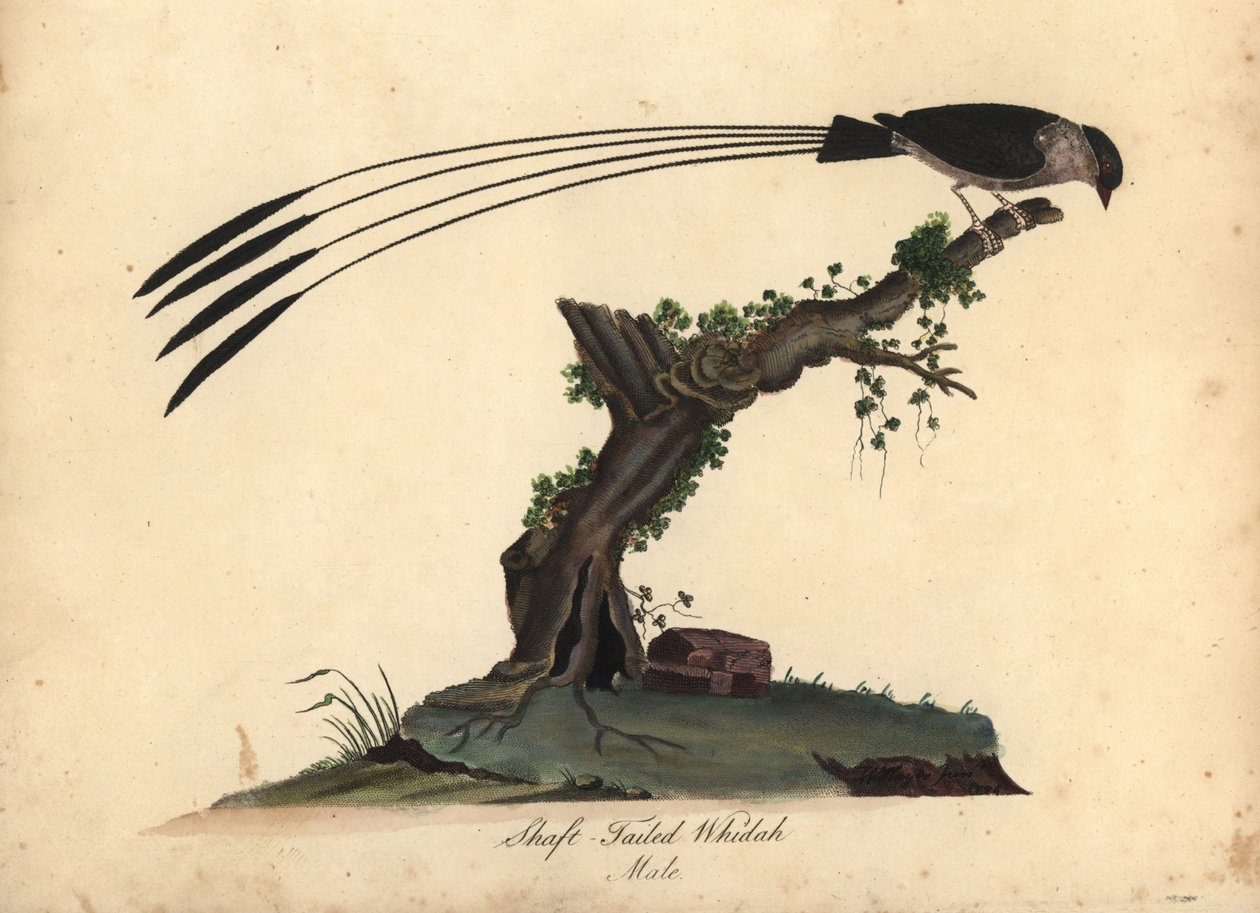 Skafthale hvorfor, Vidua regia. (Shaft-tailed whidah, Emberiza regia) Håndfarvet kobberstik af en illustration af William Hayes og hans datter M (Matilda) fra Portraits of Rare and Curious Birds from the Menagery of Osterly Park, London: af William Hayes
