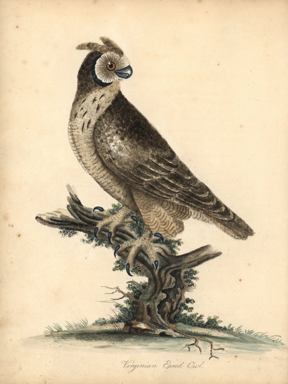 Kortøret ugle, Asio flammeus. (Virginian eared owl) Håndfarvet kobberstik af en illustration af William Hayes og hans datter M (Matilda) fra Portraits of Rare and Curious Birds from the Menagery of Osterly Park, London: Bulmer af William Hayes