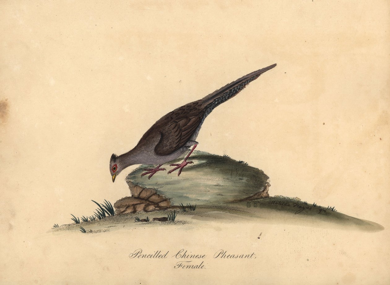 Sølvfasan, Lophura nycthemera, hun. (Blyant kinesisk fasan, Phasianus nycthemerus) Håndfarvet kobberstik af en illustration Matilda Hayes fra William Hayes