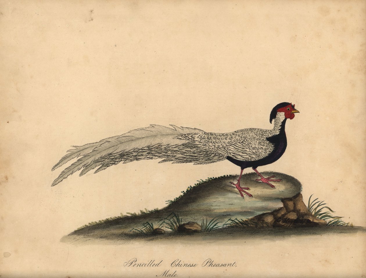 Sølvfasan, Lophura nycthemera, han. (Kinesisk fasan med blyant, Phasianus nycthemerus) Håndfarvet kobberstik af en illustration af C. Hayes fra William Hayes